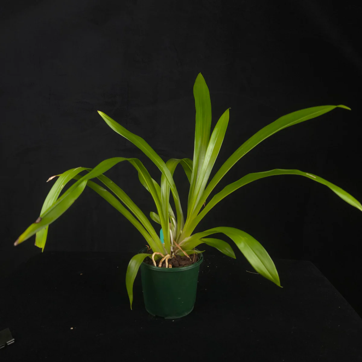Rare Plants for Elite Collectors