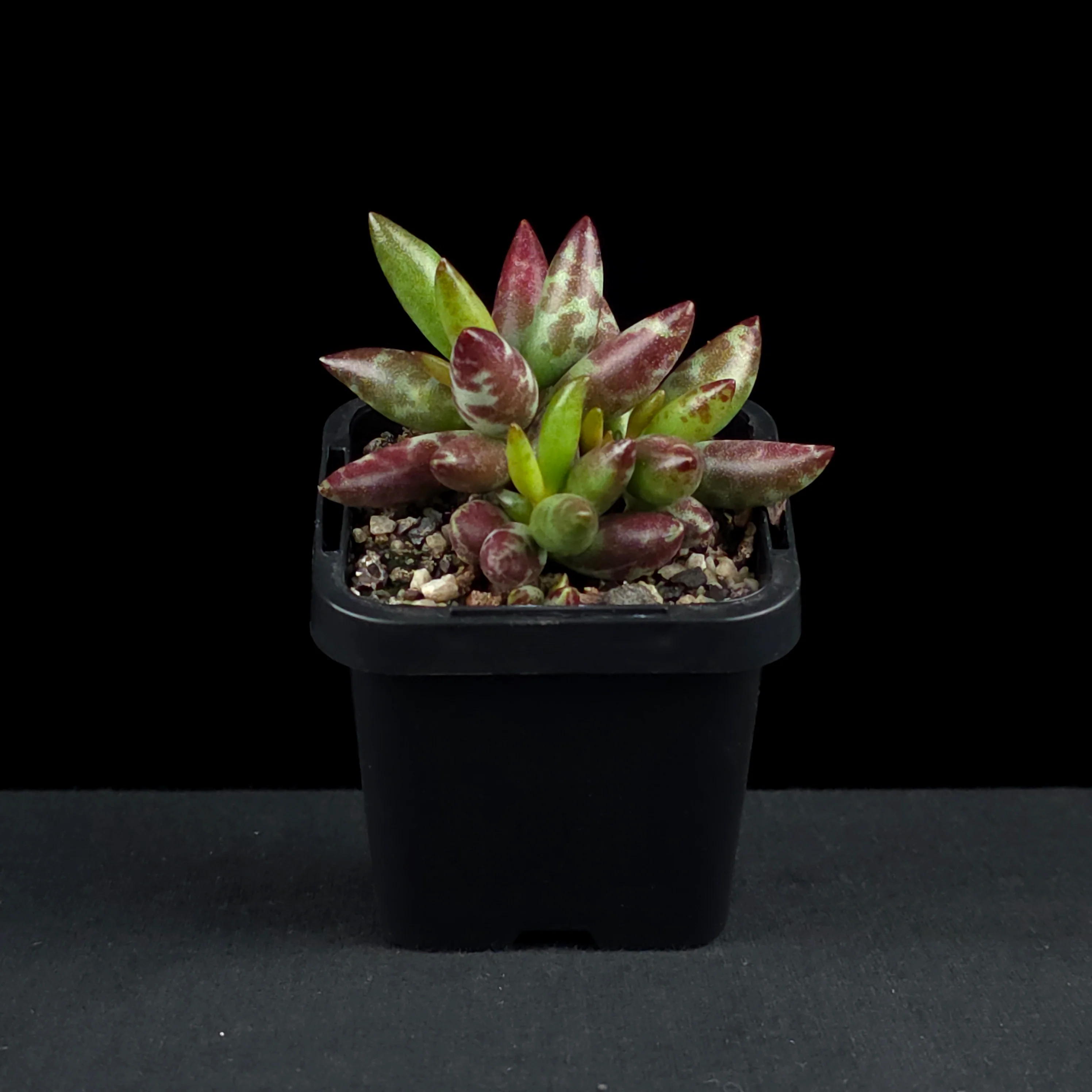 Adromischus filicaulis 'Red Spots' - Image 3