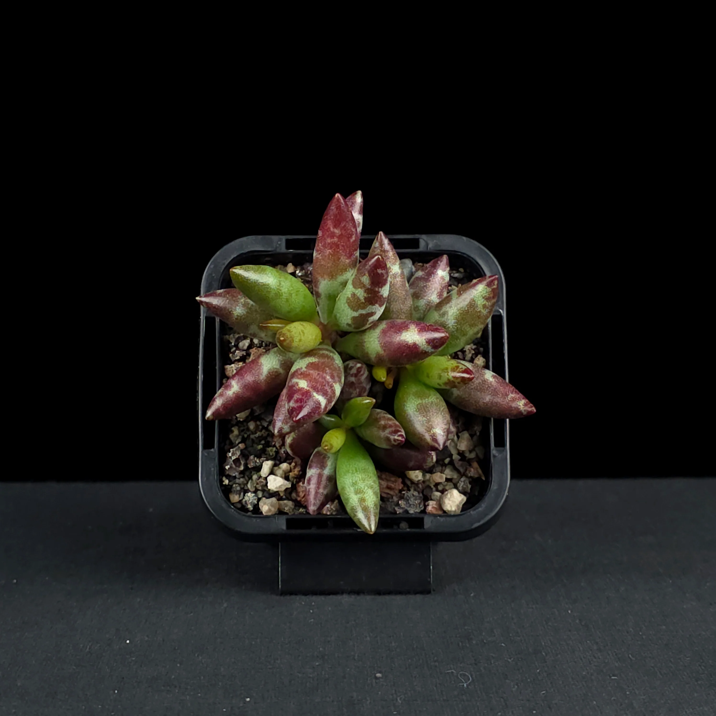 Adromischus filicaulis 'Red Spots' - Image 4