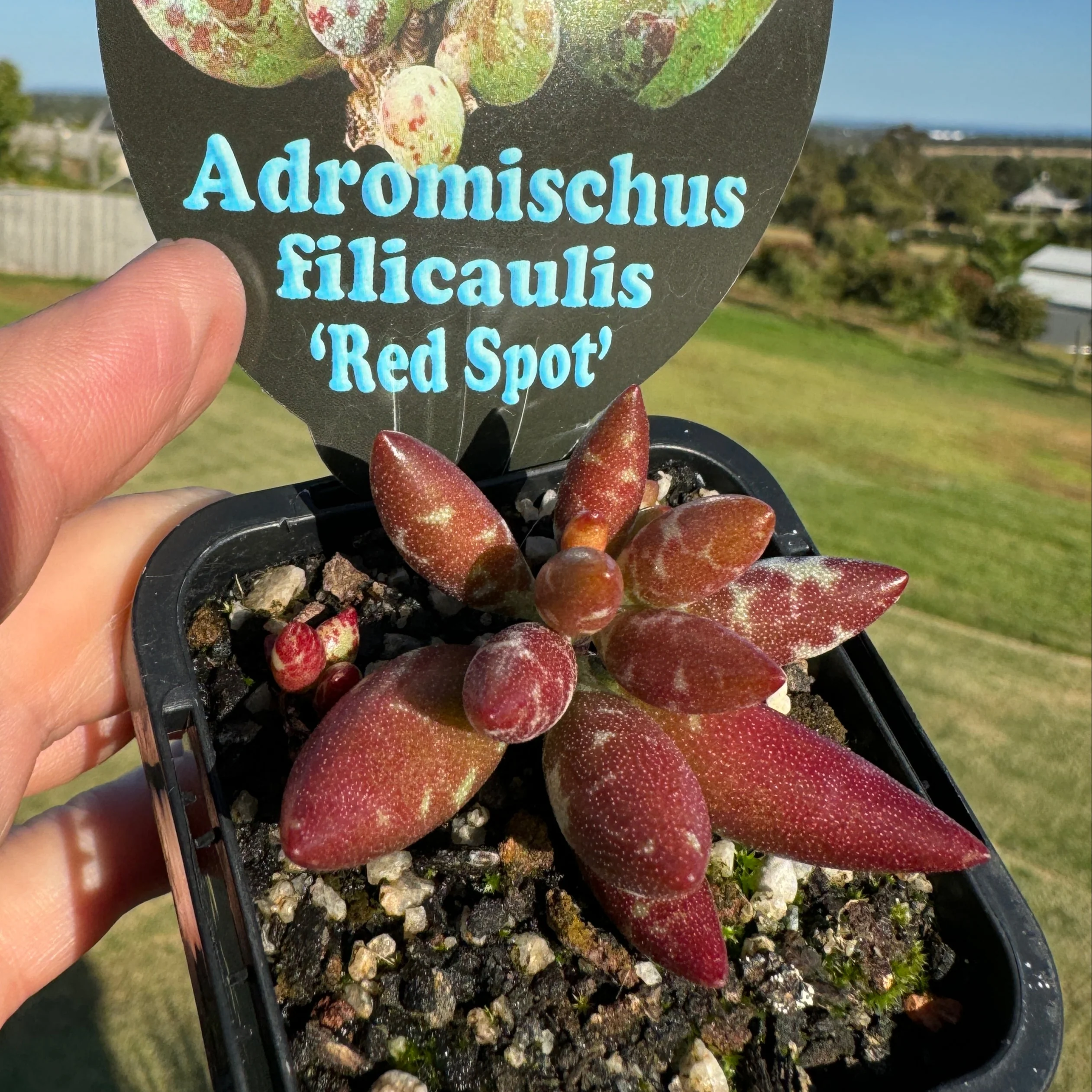 Adromischus filicaulis 'Red Spots' - Image 5
