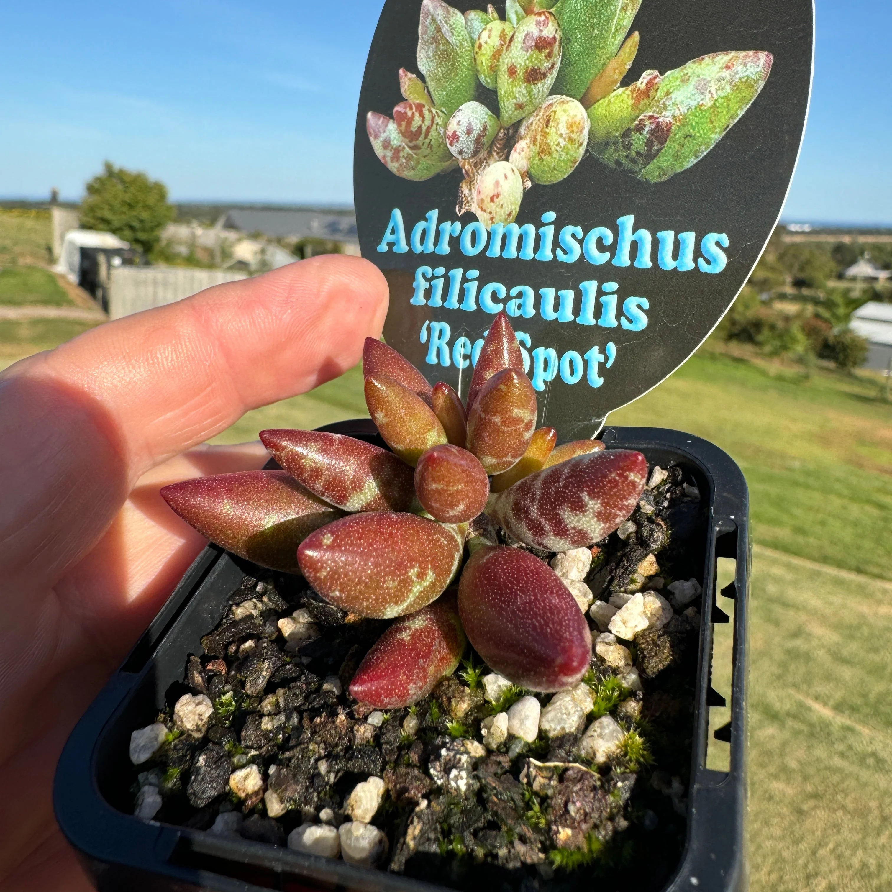 Adromischus filicaulis 'Red Spots' - Image 6