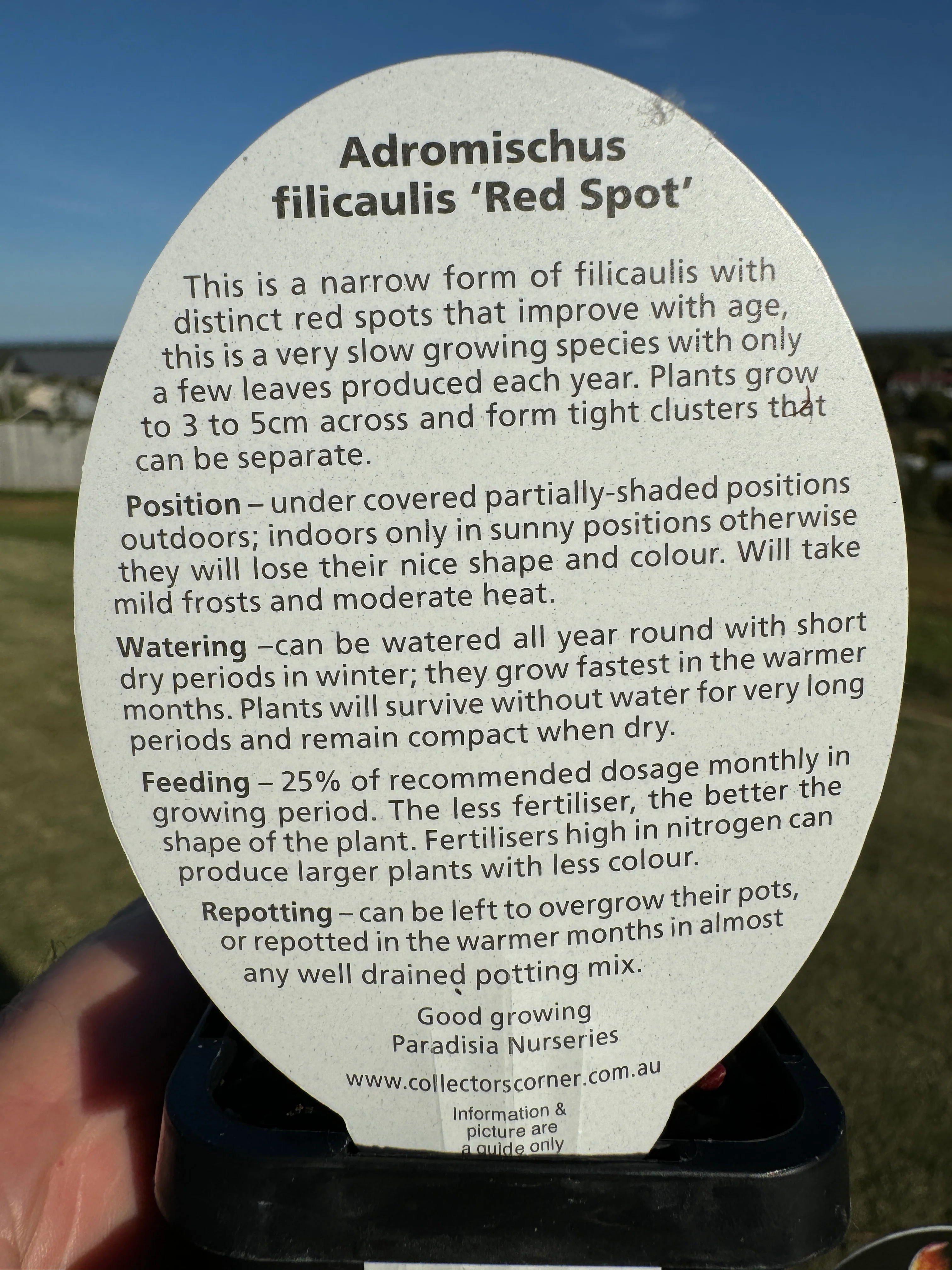 Adromischus filicaulis 'Red Spots' - Image 7