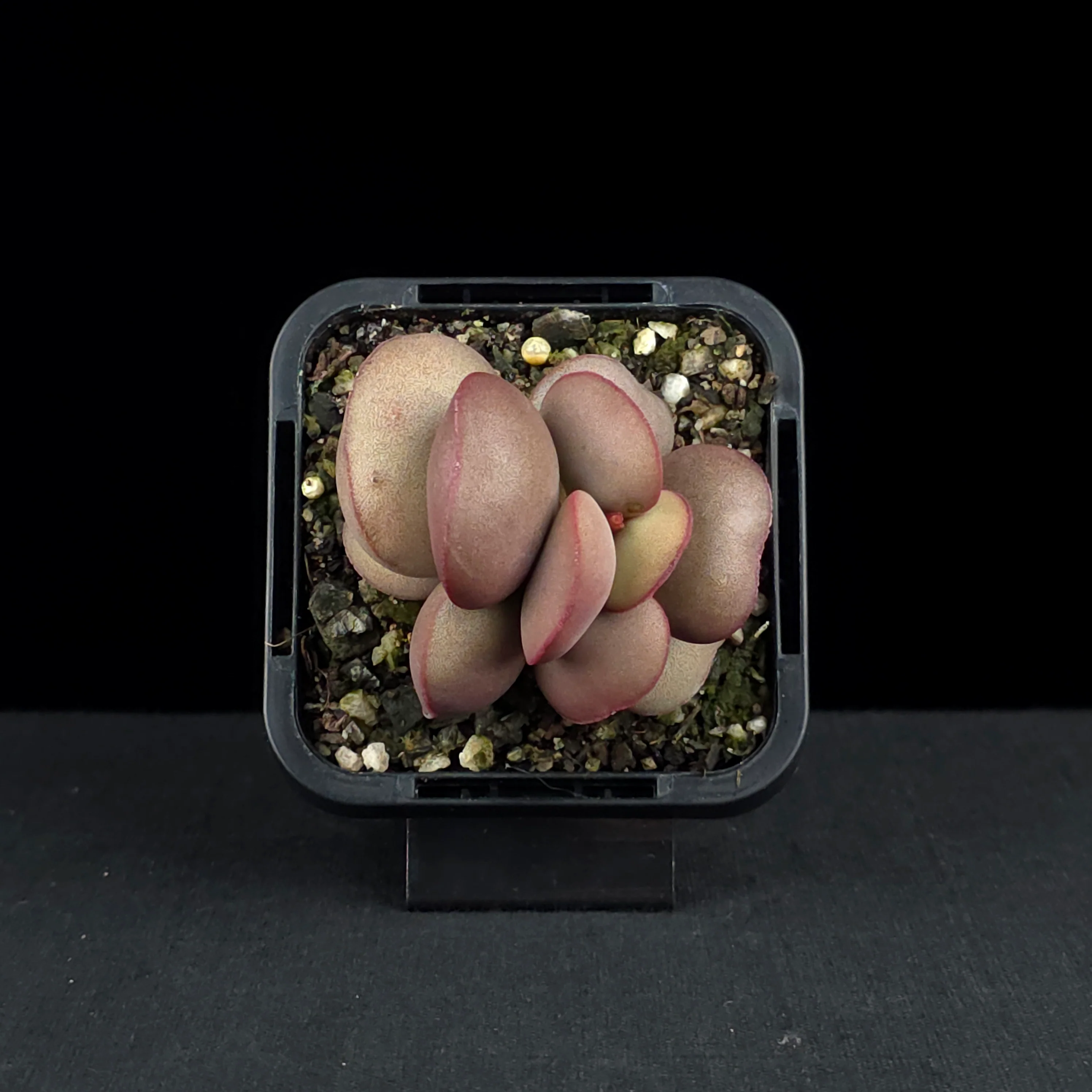 Adromischus marianae f. hallii - Image 4