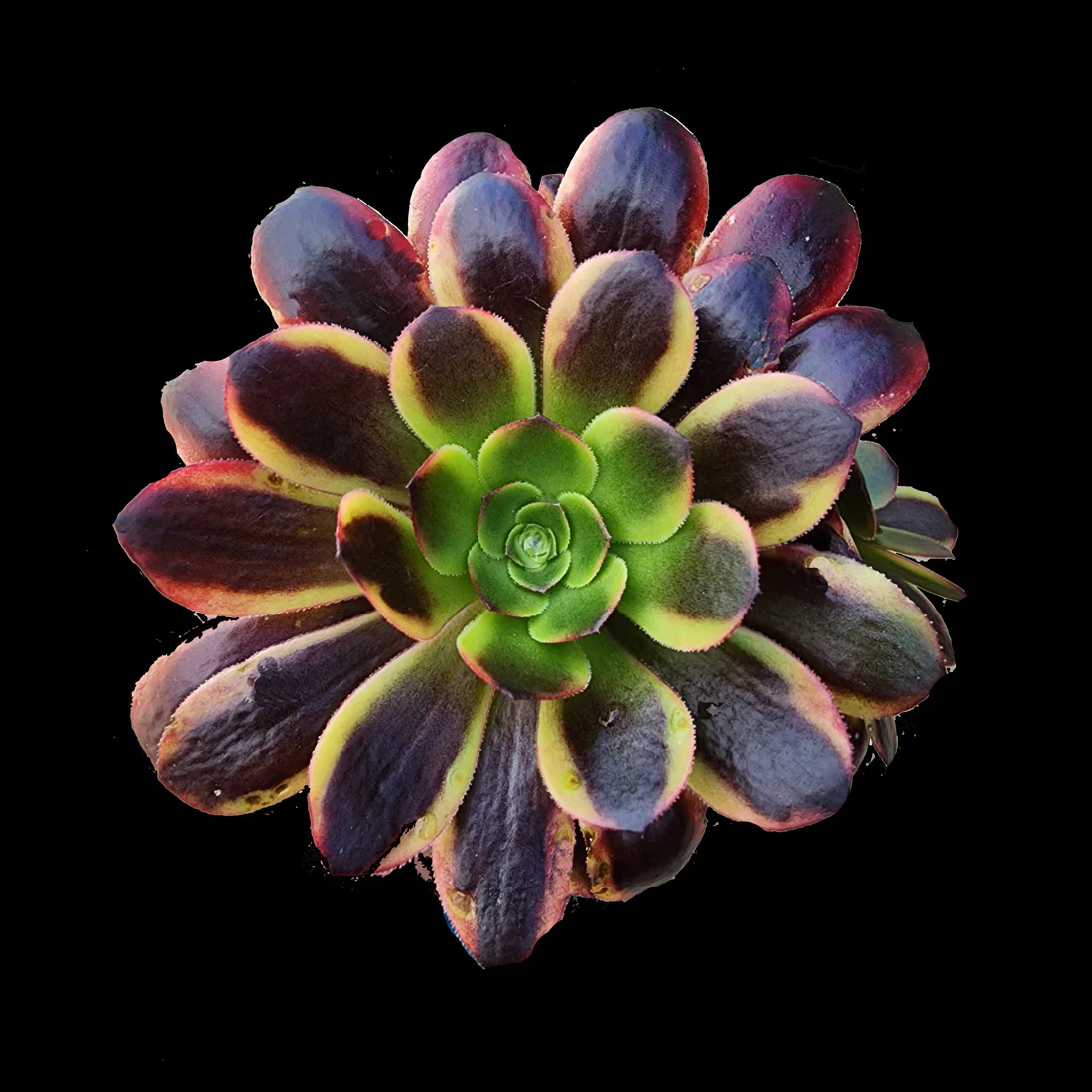 Aeonium arboreum 'Kilimanjaro'