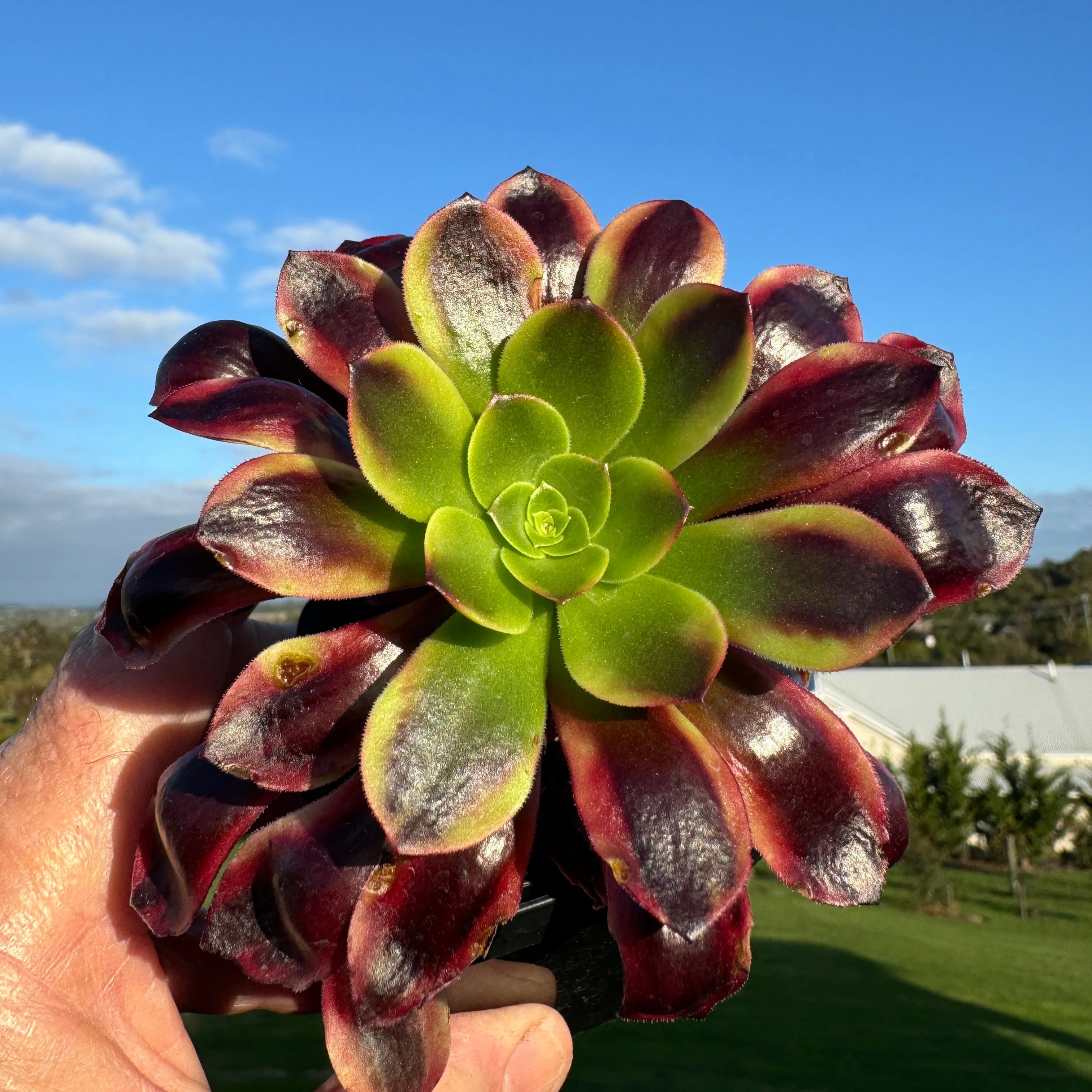 Aeonium arboreum 'Kilimanjaro' - Image 2