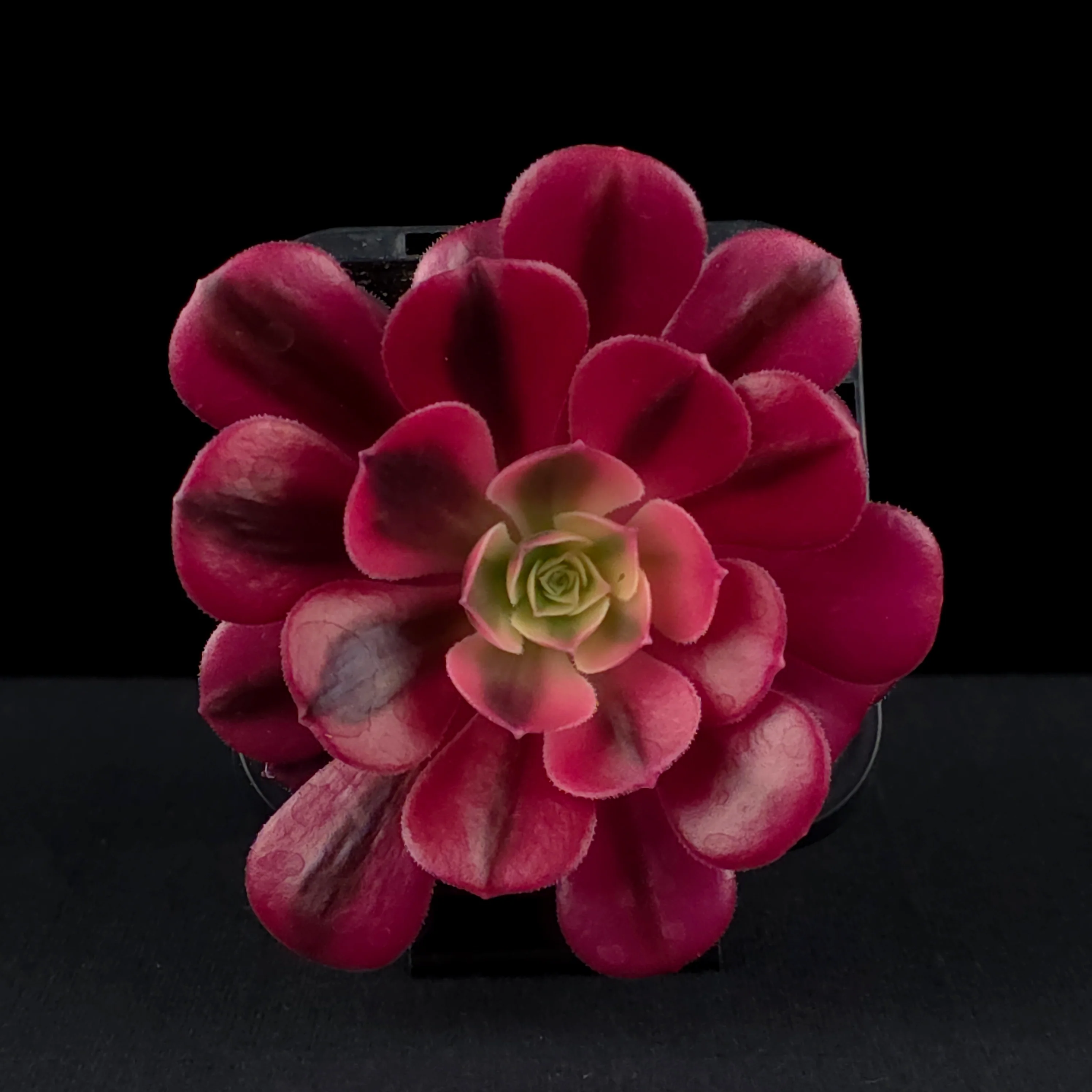 Aeonium arboreum 'Medusa' - Image 4