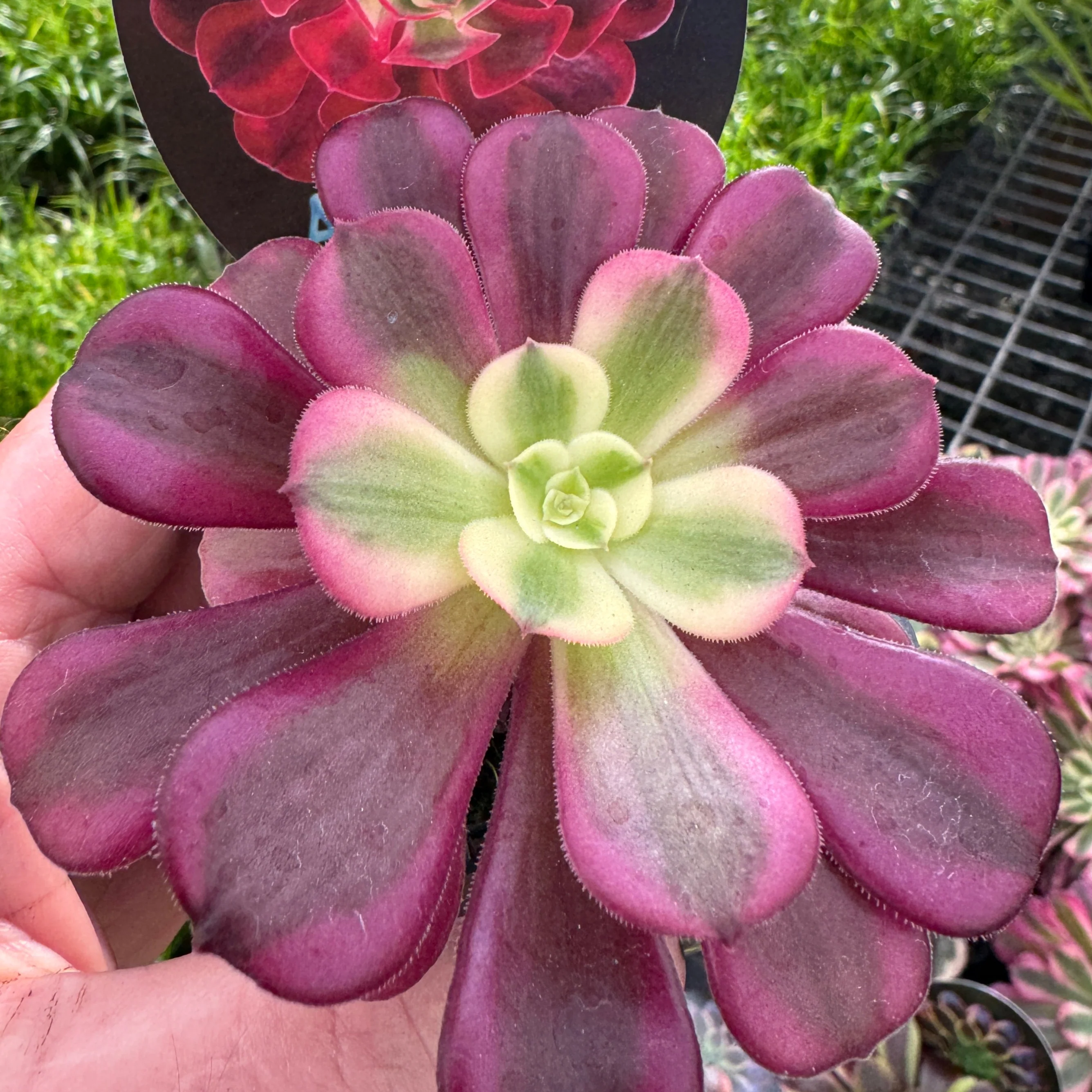 Aeonium arboreum 'Medusa' - Image 6