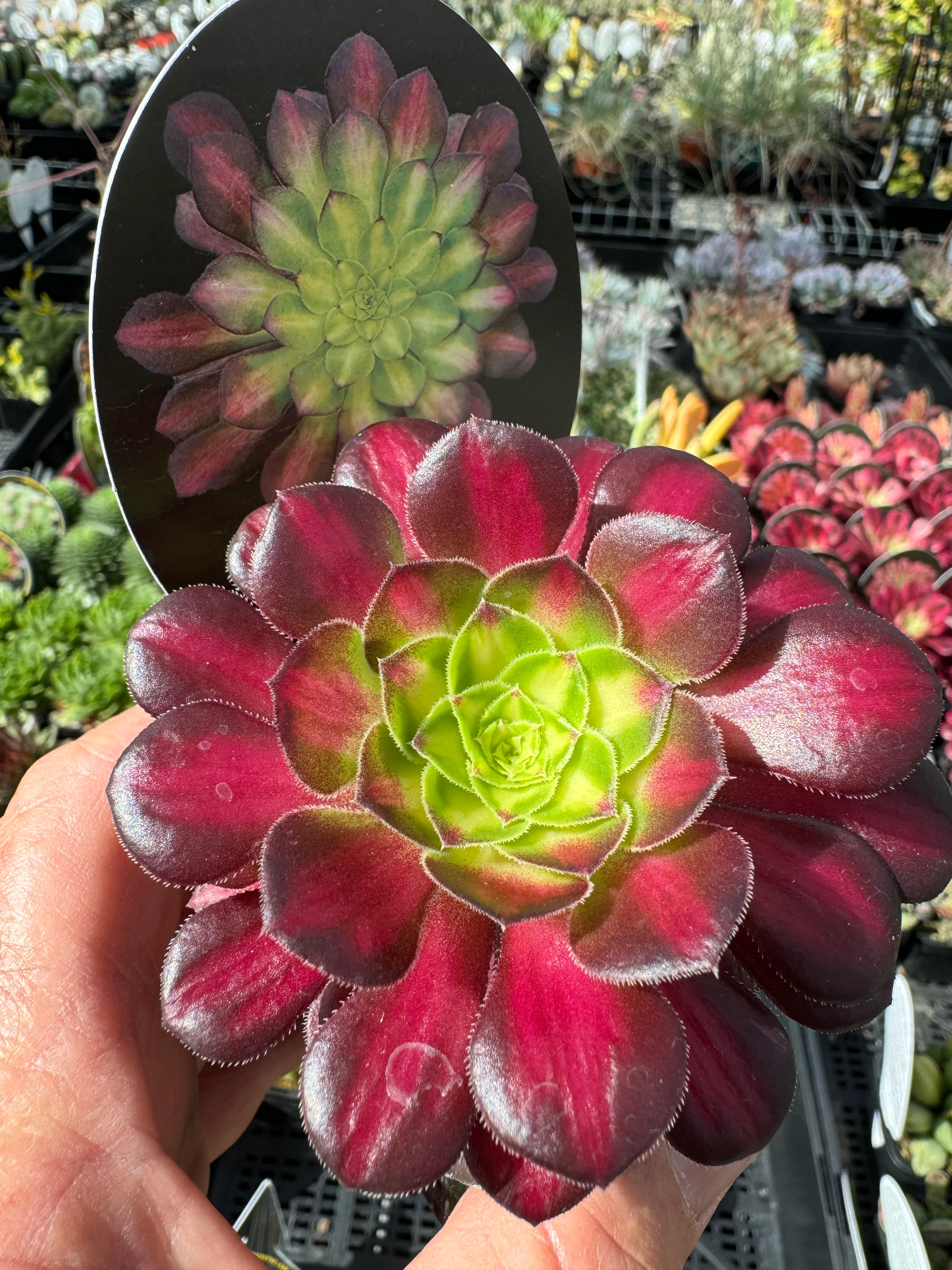 Aeonium arboreum 'Picasso' - Image 3