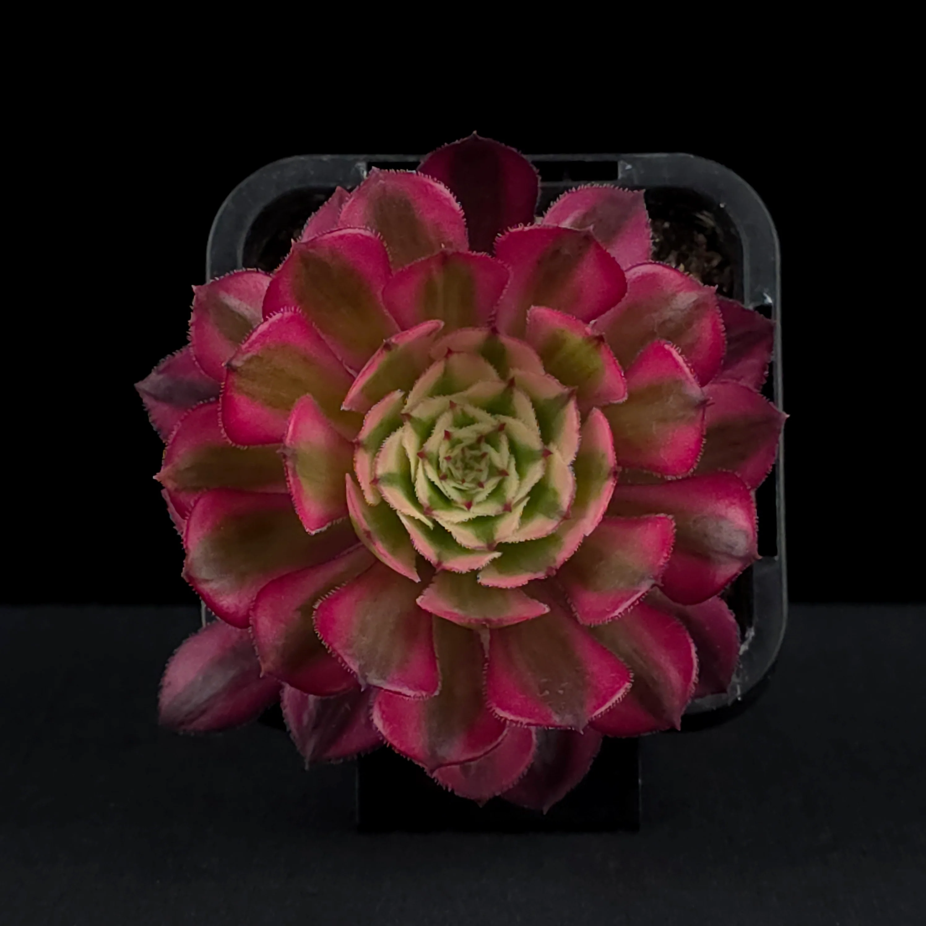 Aeonium arboreum 'Red Sunny' - Image 4