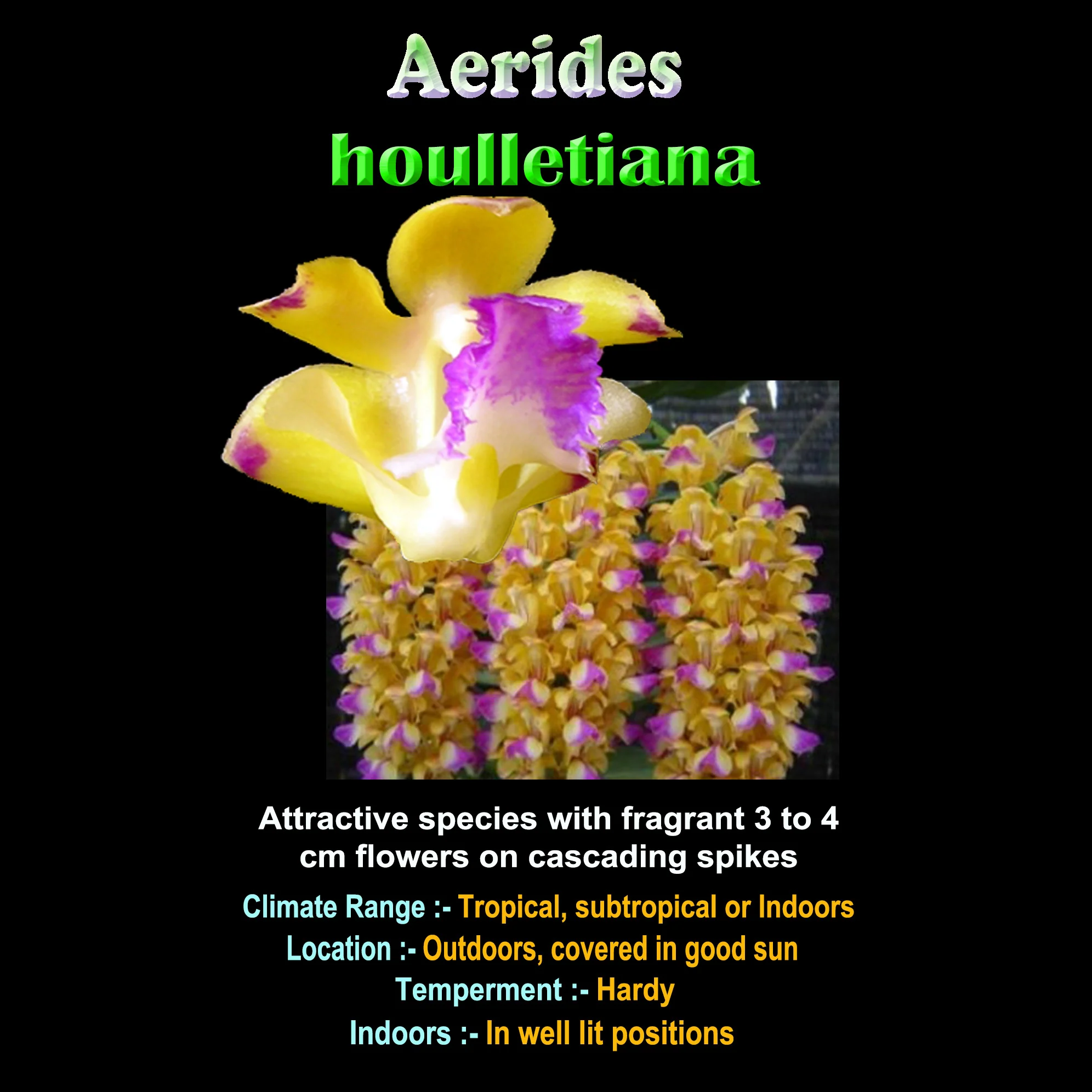 Aerides houlletiana – Lemon-Scented Epiphytic Orchid - Image 3