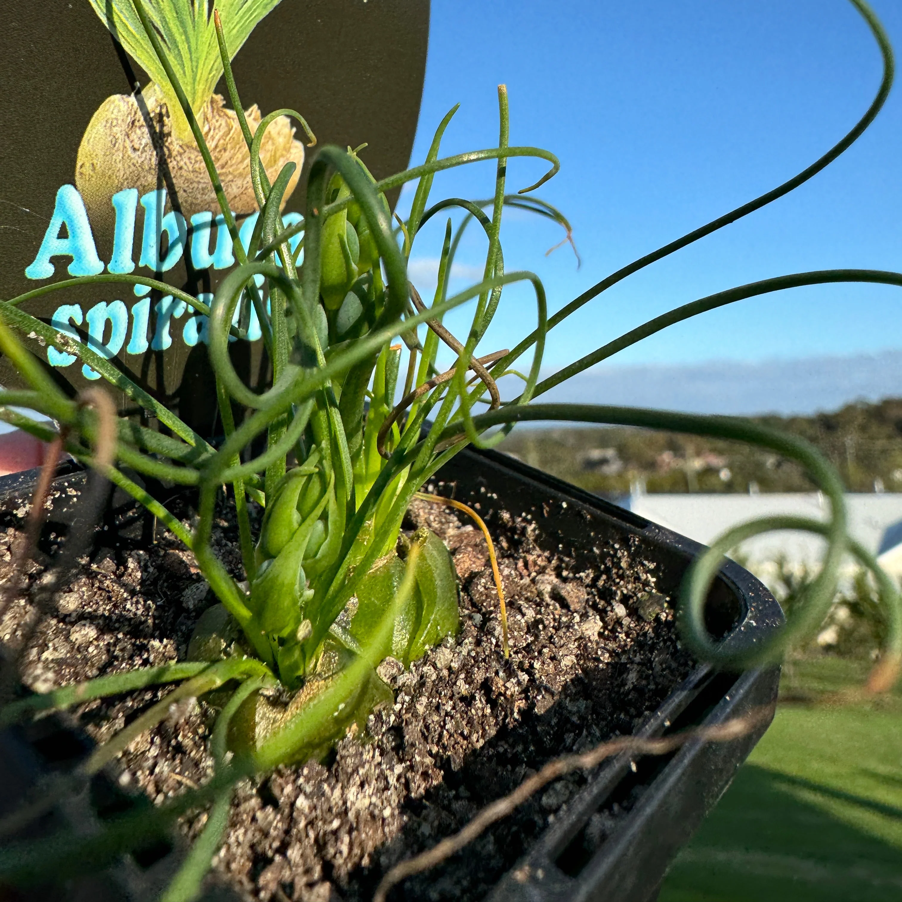 Albuca spiralis species. - Image 3