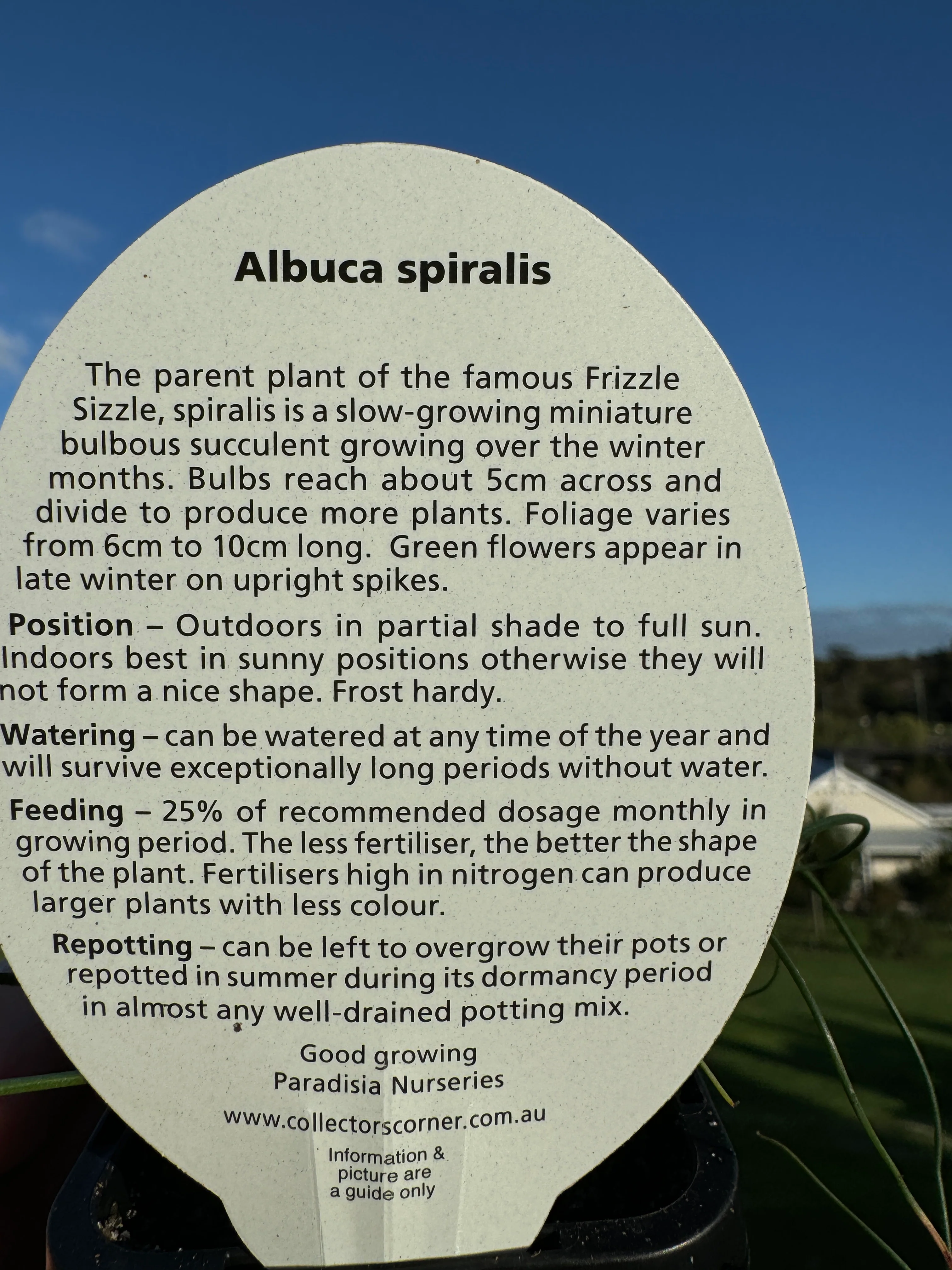 Albuca spiralis species. - Image 4