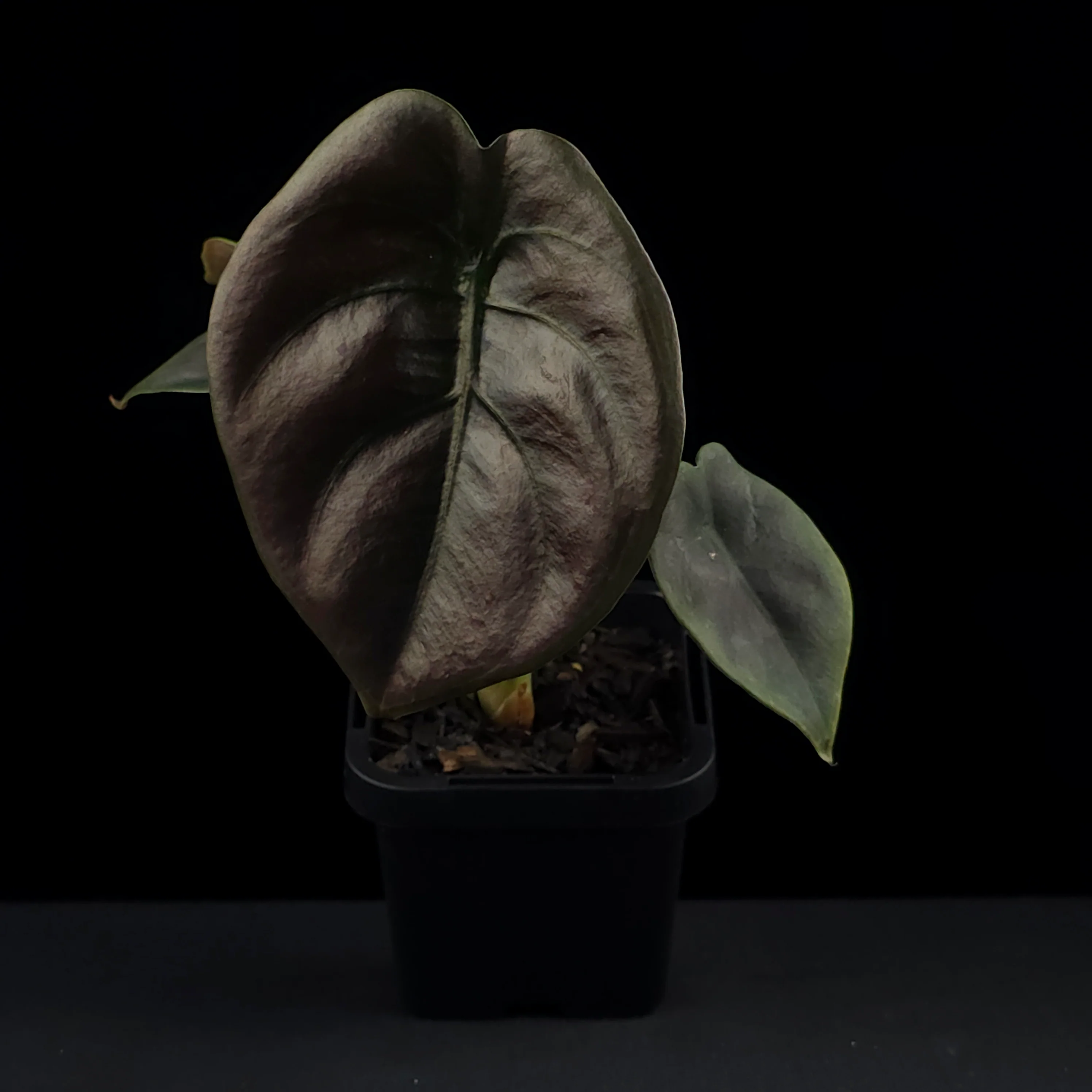 Alocasia cuprea 'Red Secret' (WA Prohibited) - Image 3