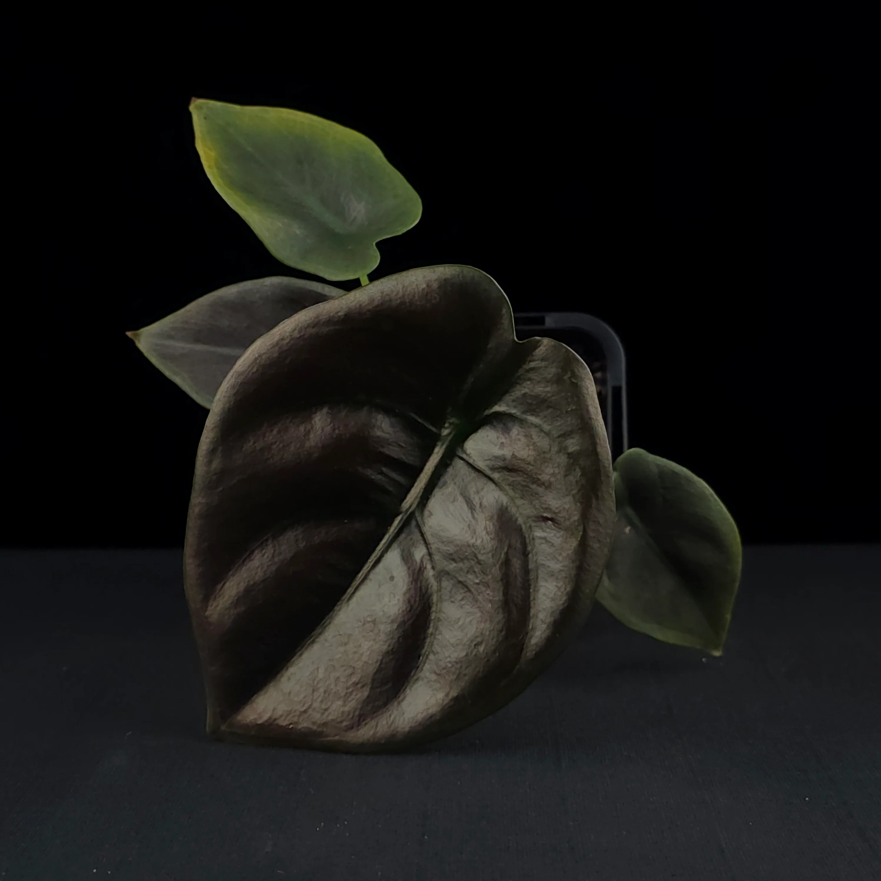 Alocasia cuprea 'Red Secret' (WA Prohibited) - Image 4