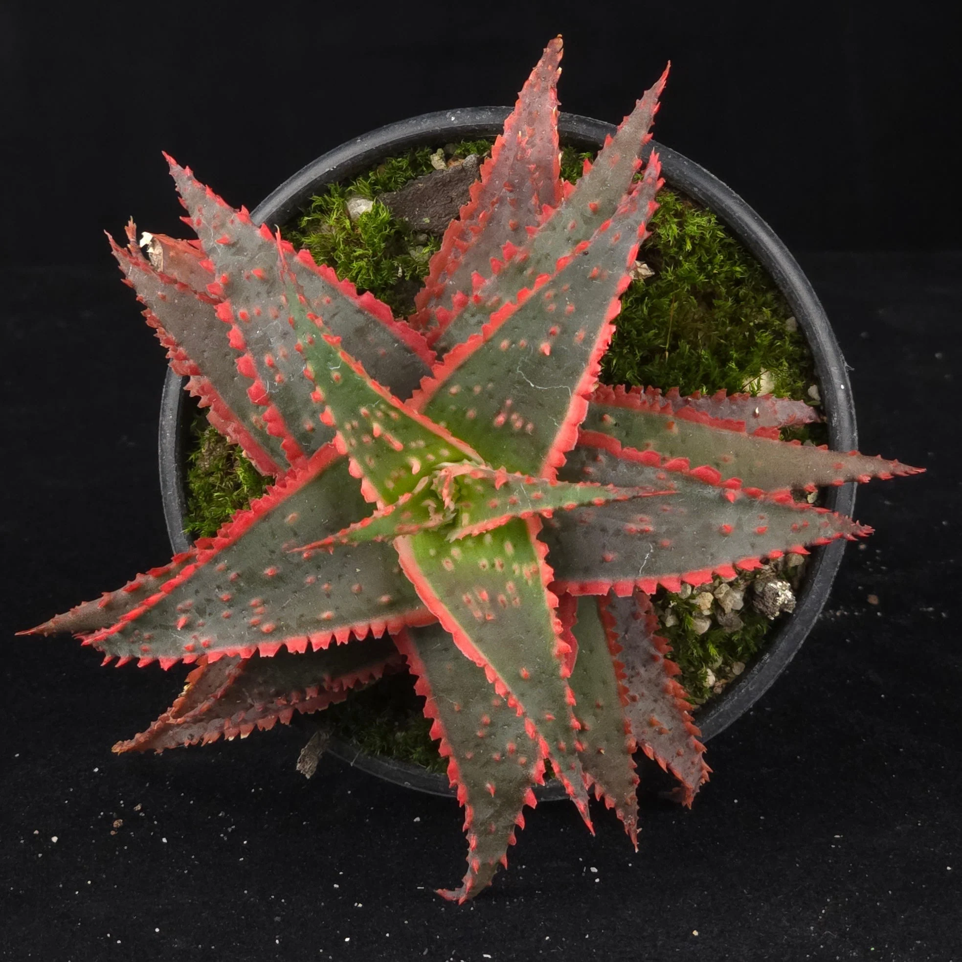 Aloe 'Christmas Carol' - Image 3