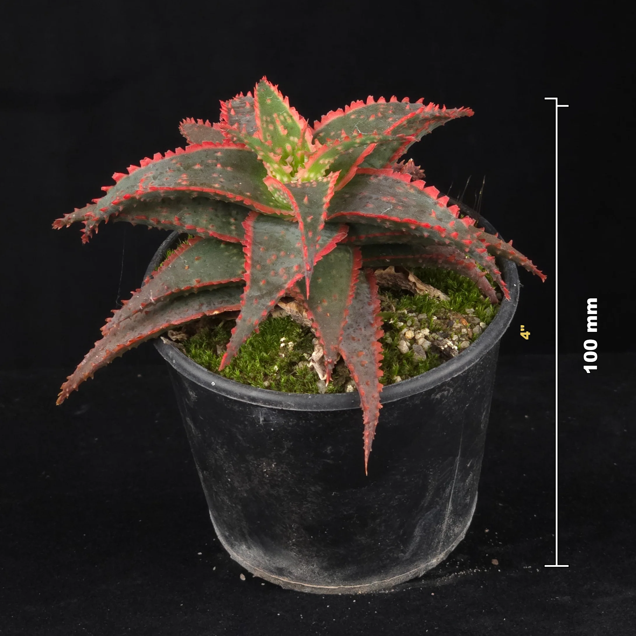 Aloe 'Christmas Carol' - Image 4
