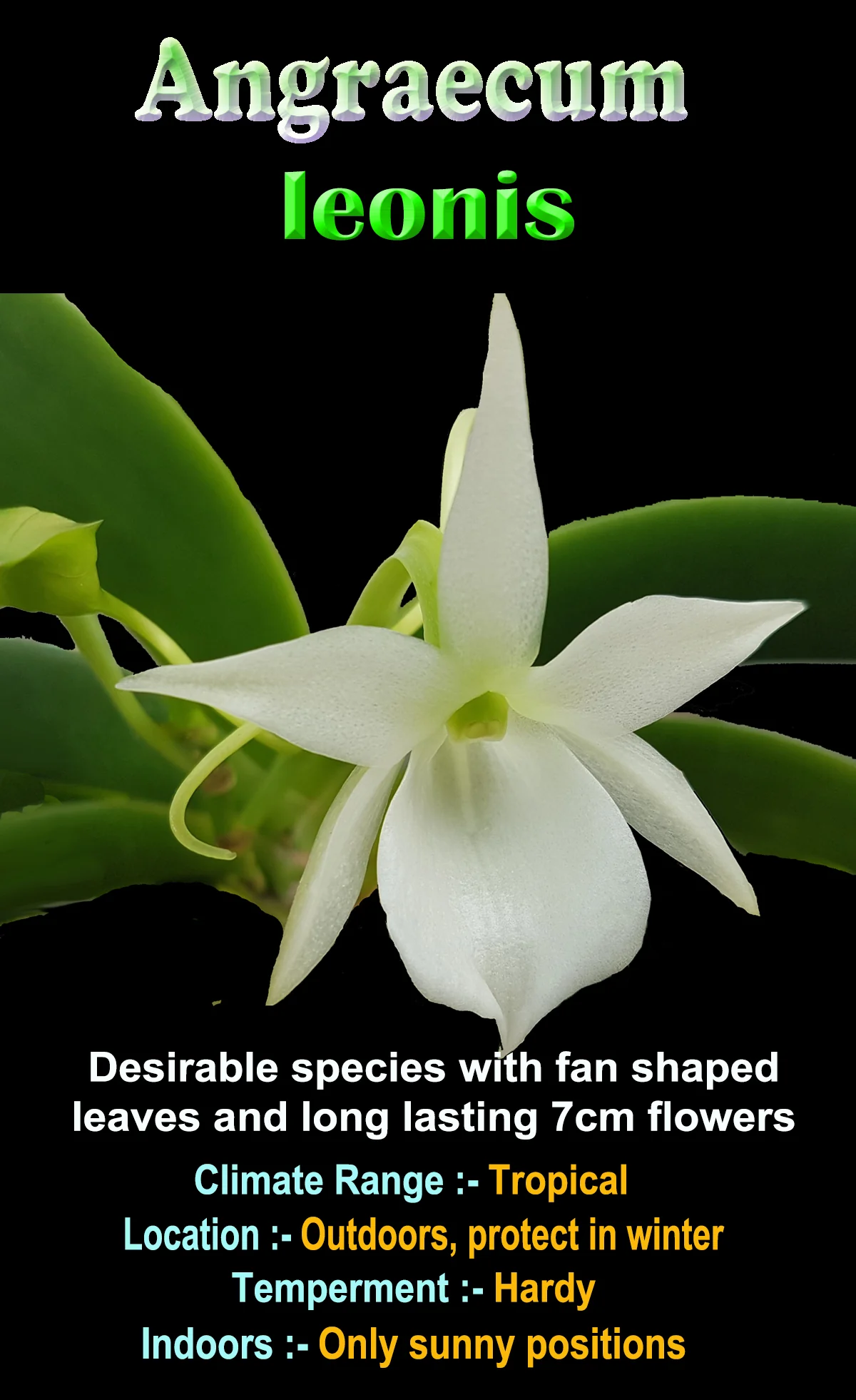 Angraecum leonis - The Comet Orchid - Image 2