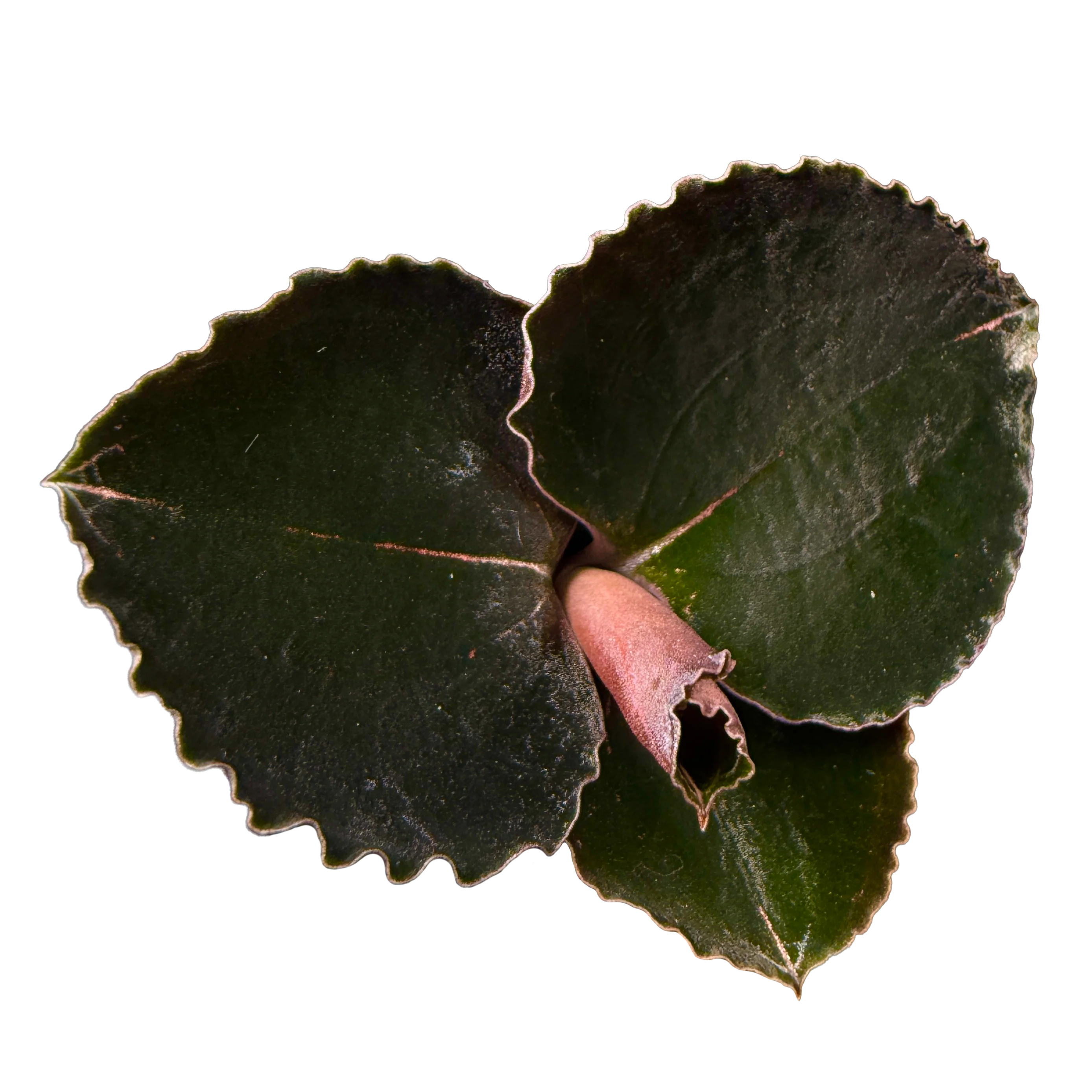 Anoectochilus 'Black Swan'