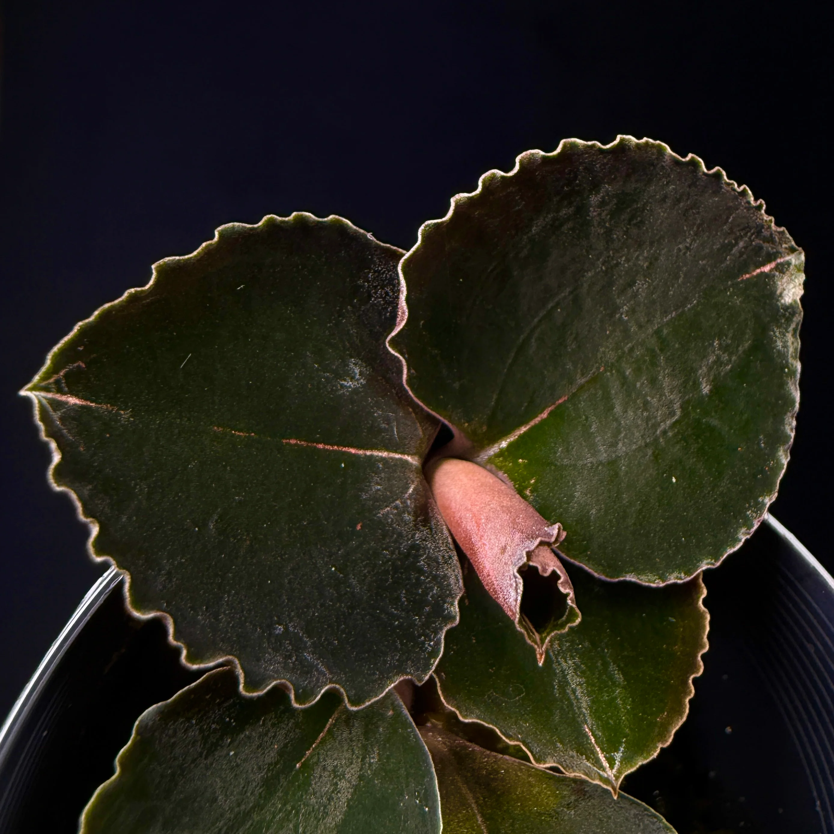 Anoectochilus 'Black Swan' - Image 2
