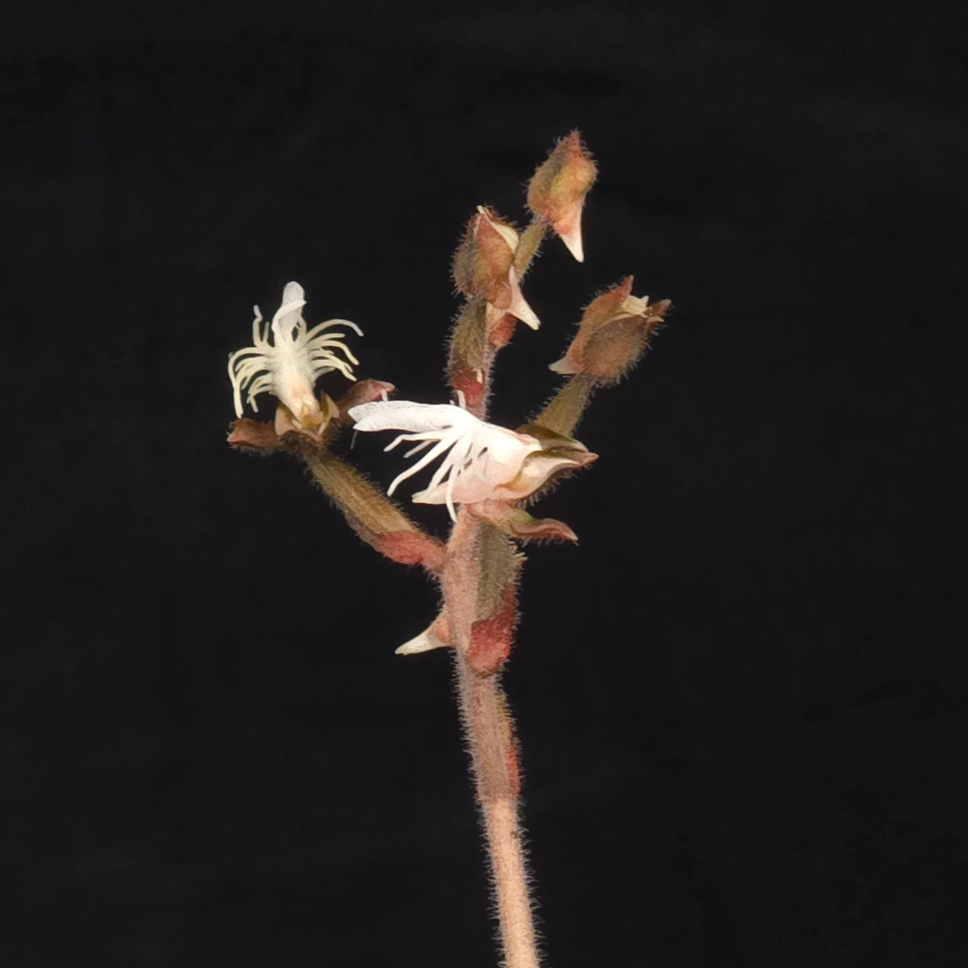 Anoectochilus 'Black Swan' - Image 5