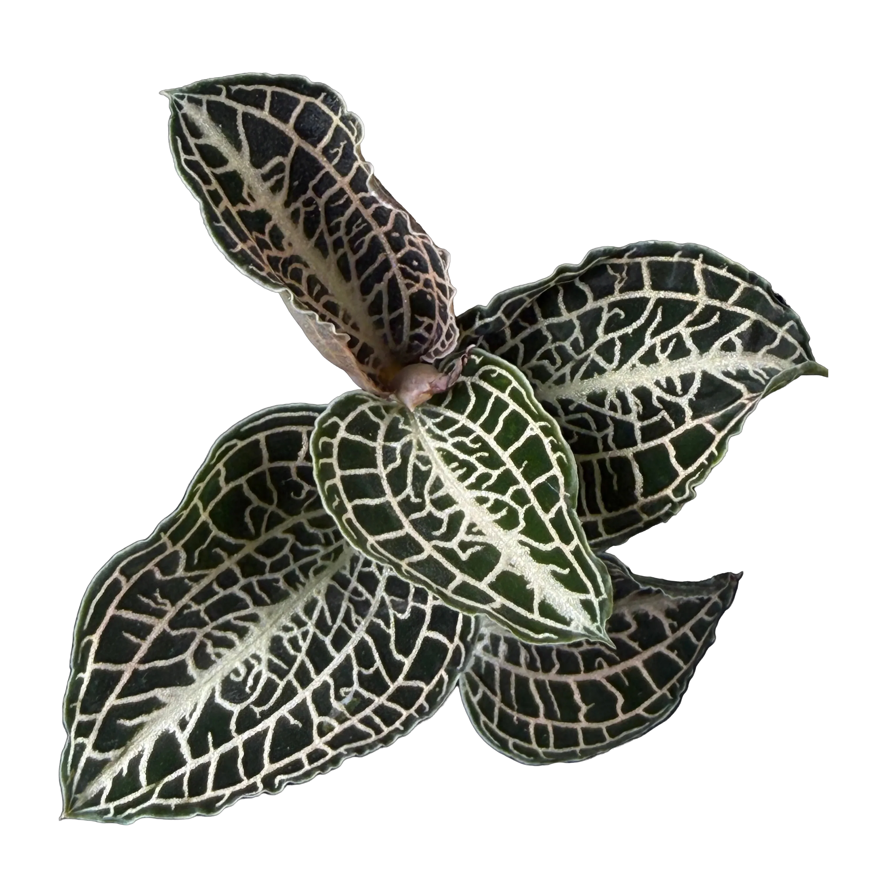 Anoectochilus 'Emerald Gold'