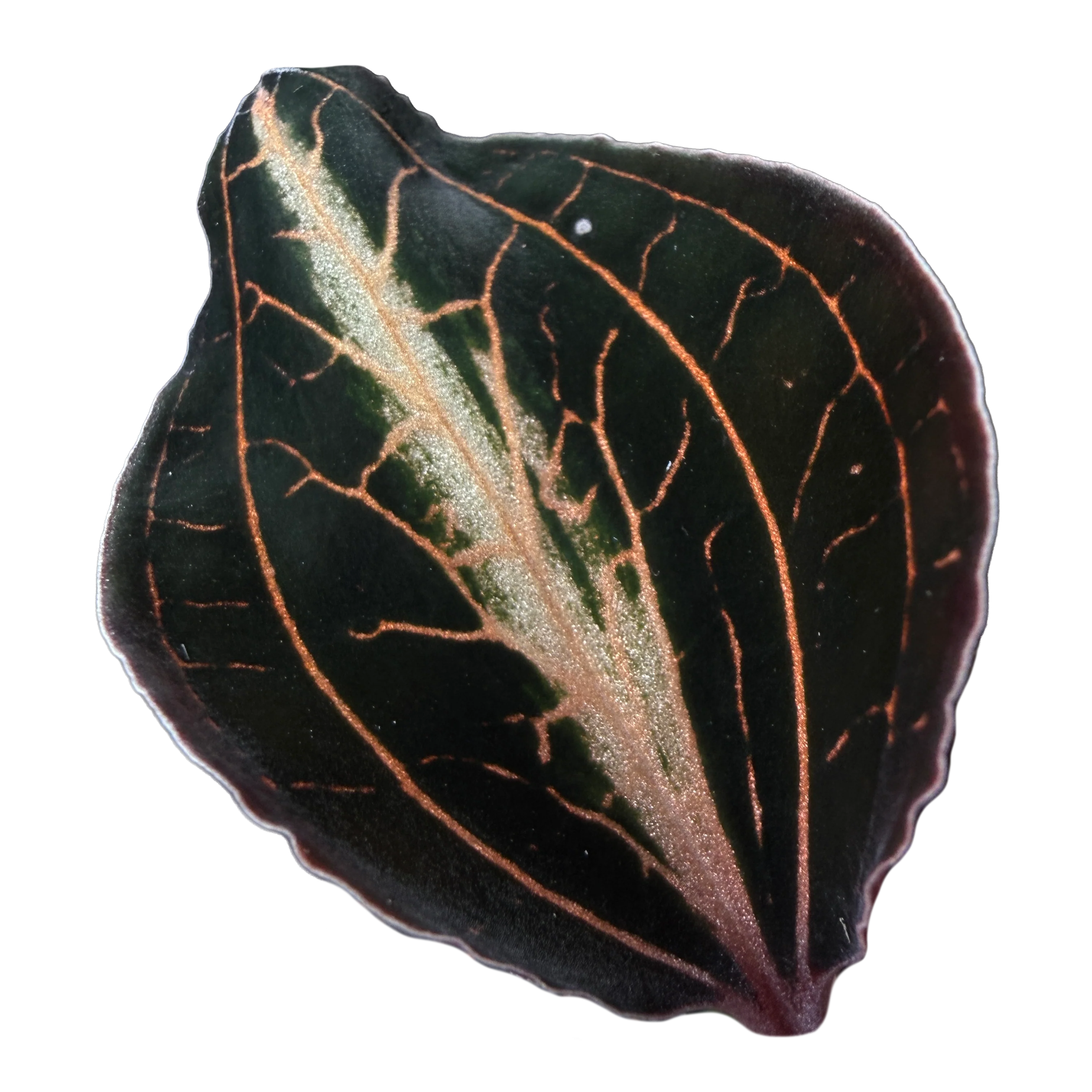 Anoectochilus lylei 'Brown'