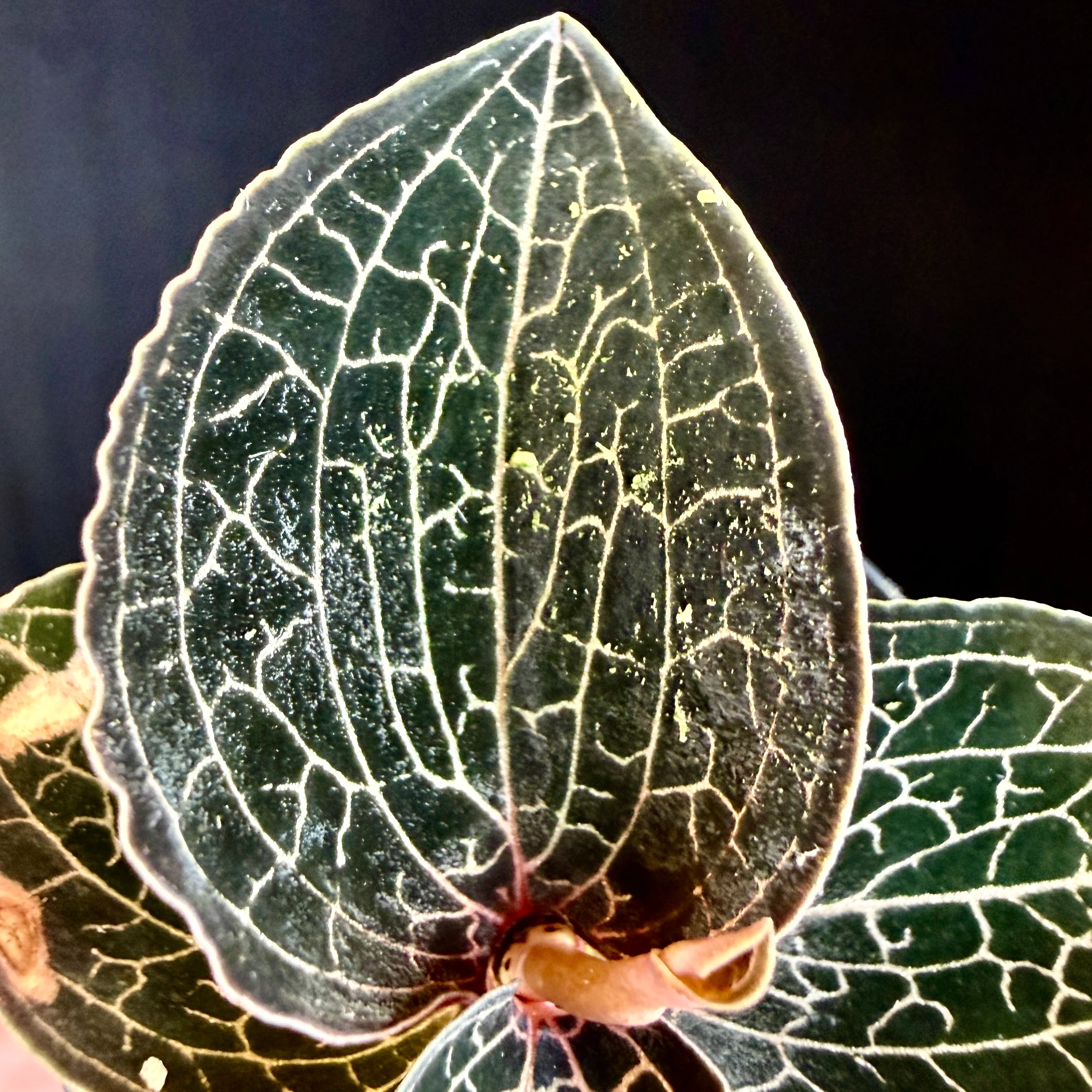 Anoectochilus 'Silver Silk' - Image 2