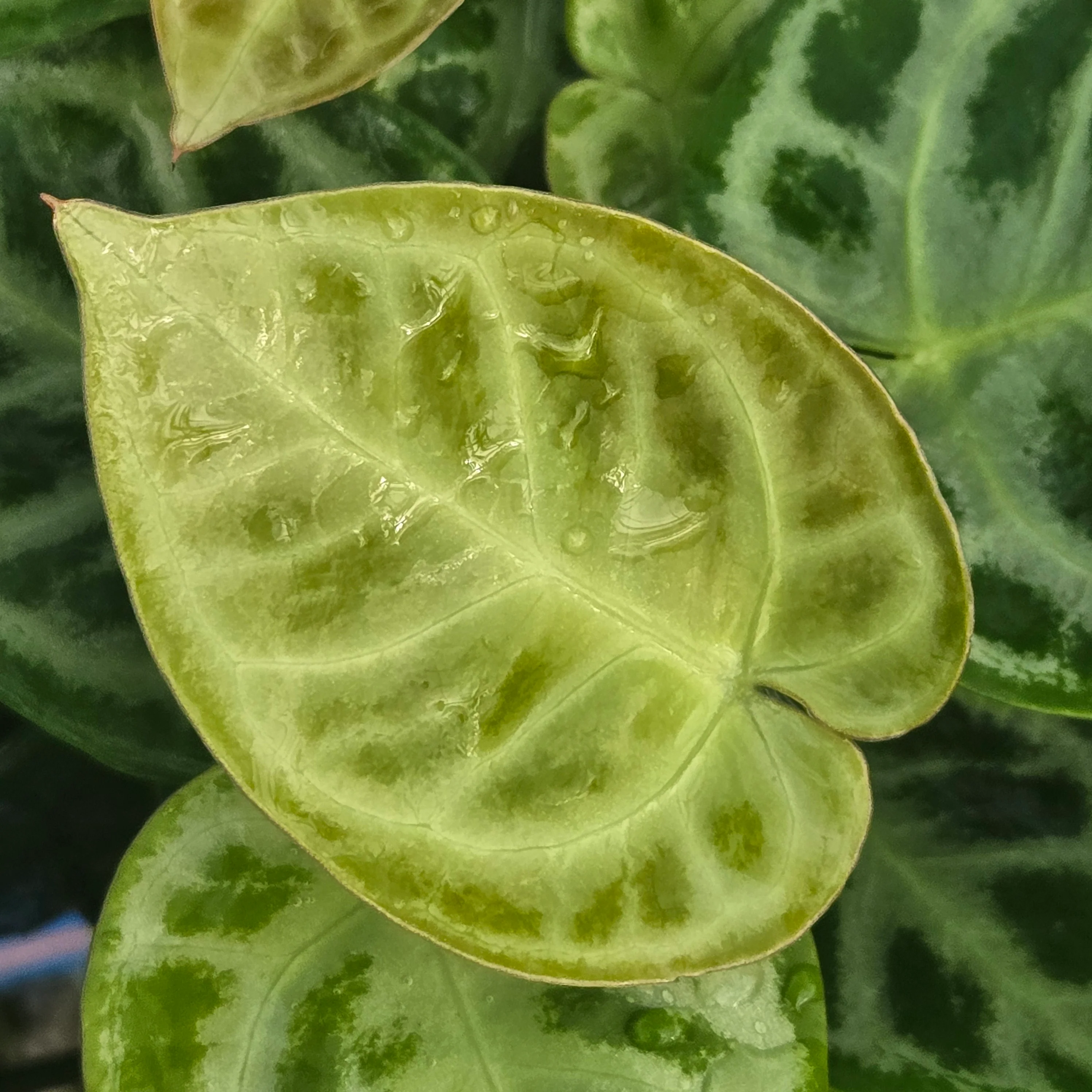 Anthurium crystallinum 'Dorayaki' - Image 2