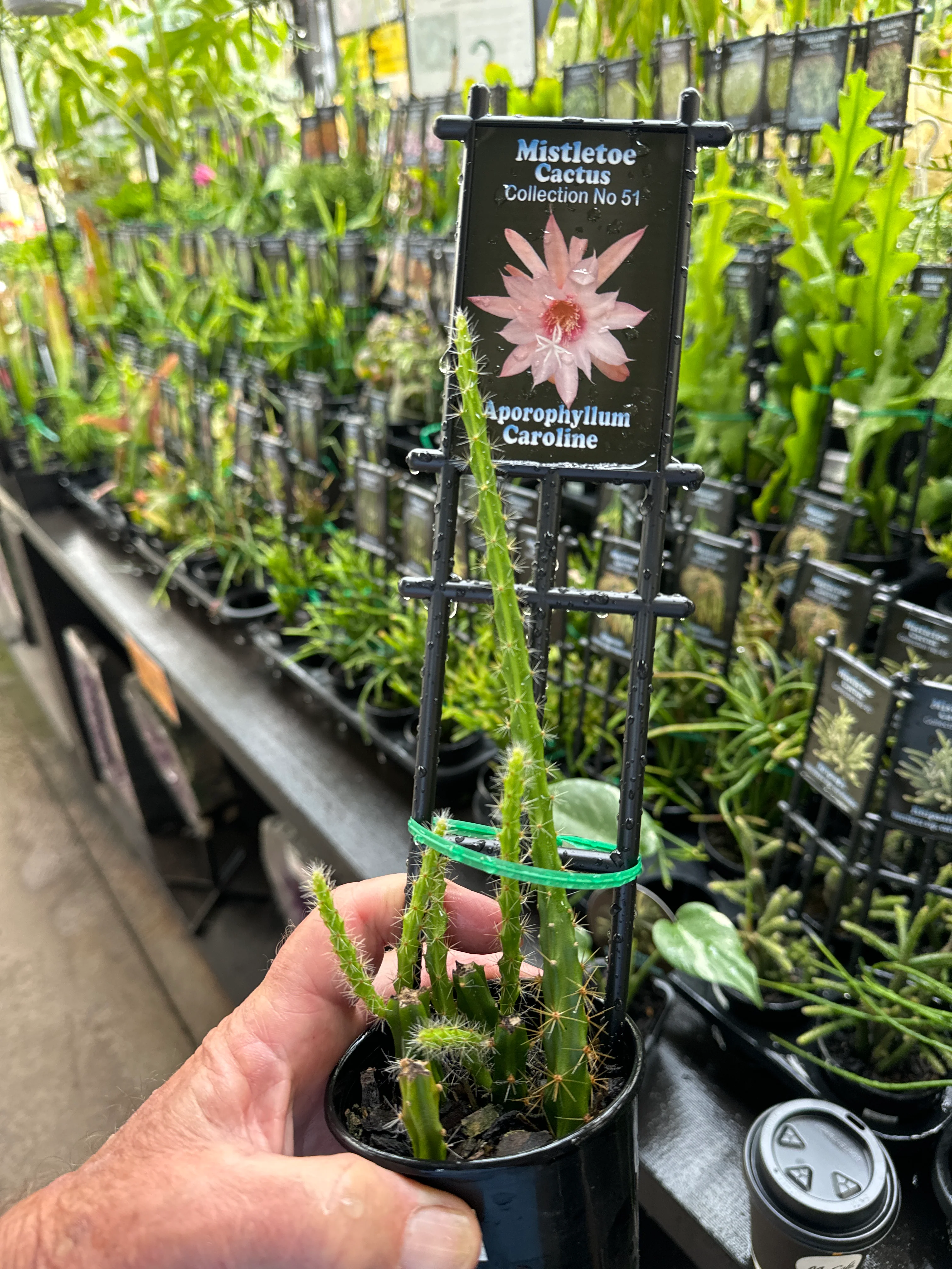Aporophyllum 'Caroline' - Mistletoe Cactus - Image 3