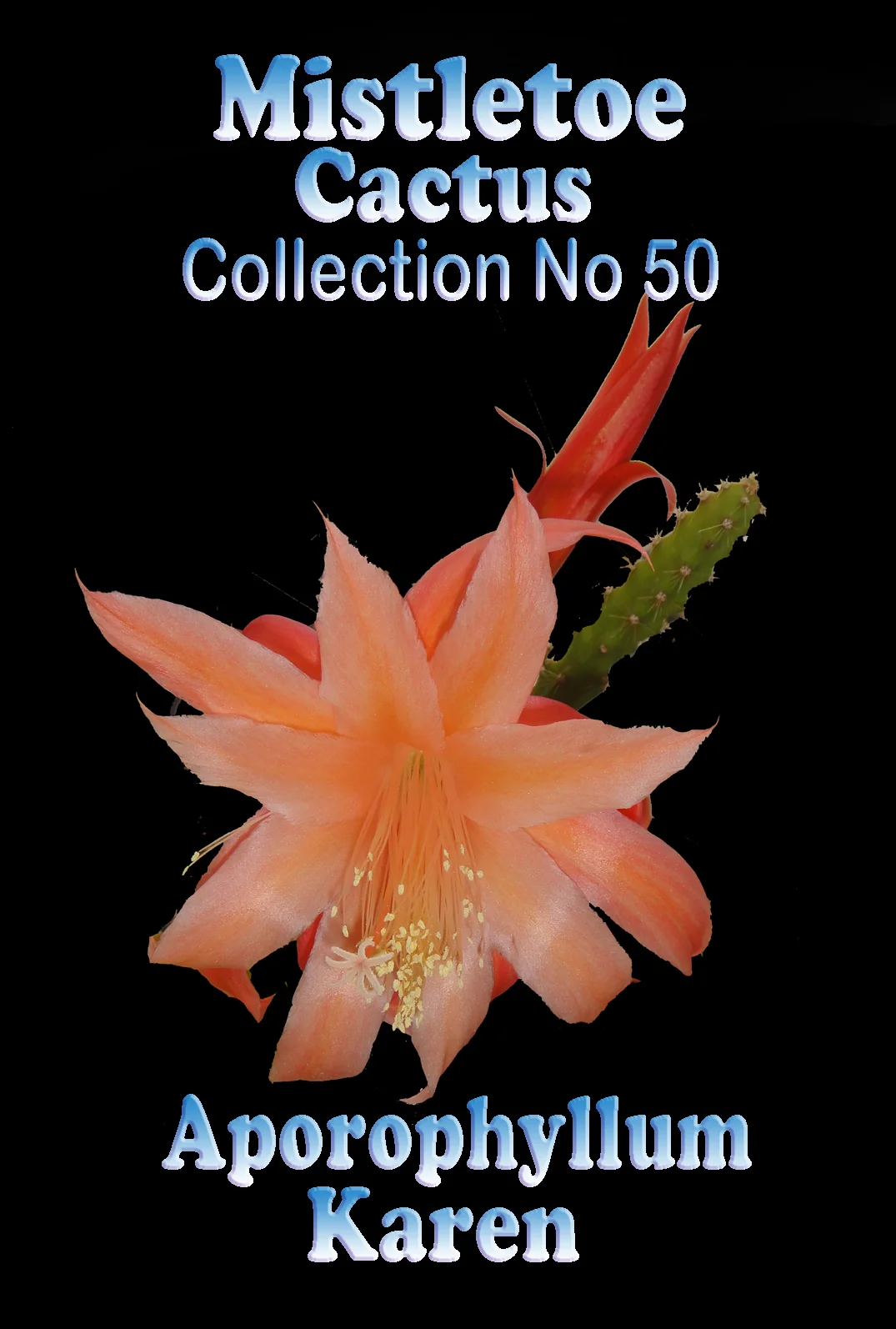 Aporophyllum 'Karen' - Mistletoe Cactus - Image 2
