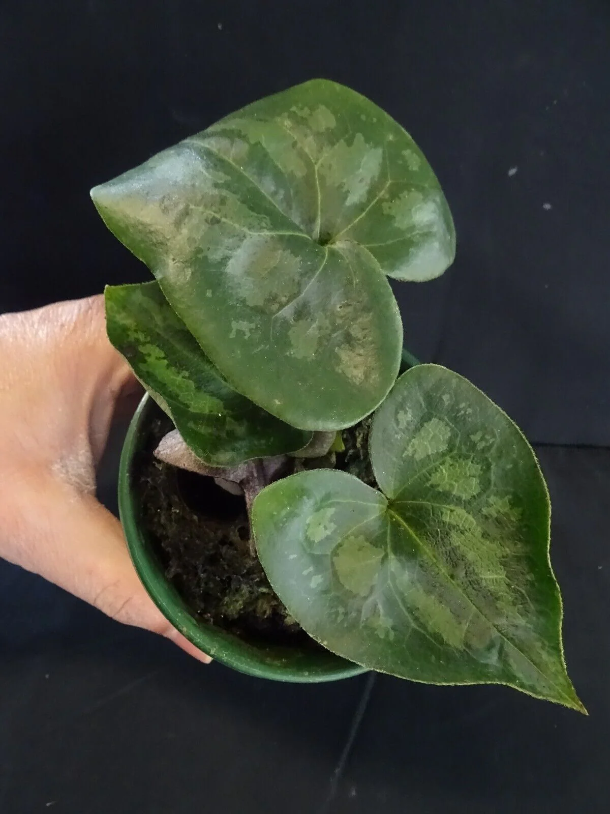 Asarum maximum 'Panda Face Ginger' - The Panda Plant - Image 2
