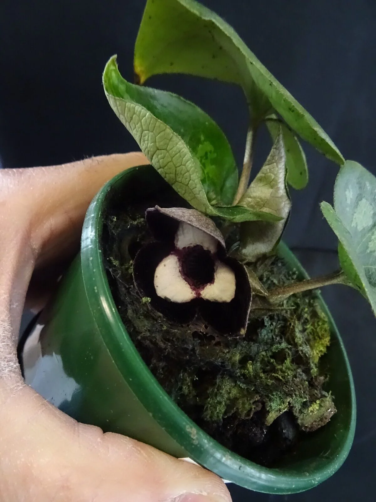 Asarum maximum 'Panda Face Ginger' - The Panda Plant - Image 3
