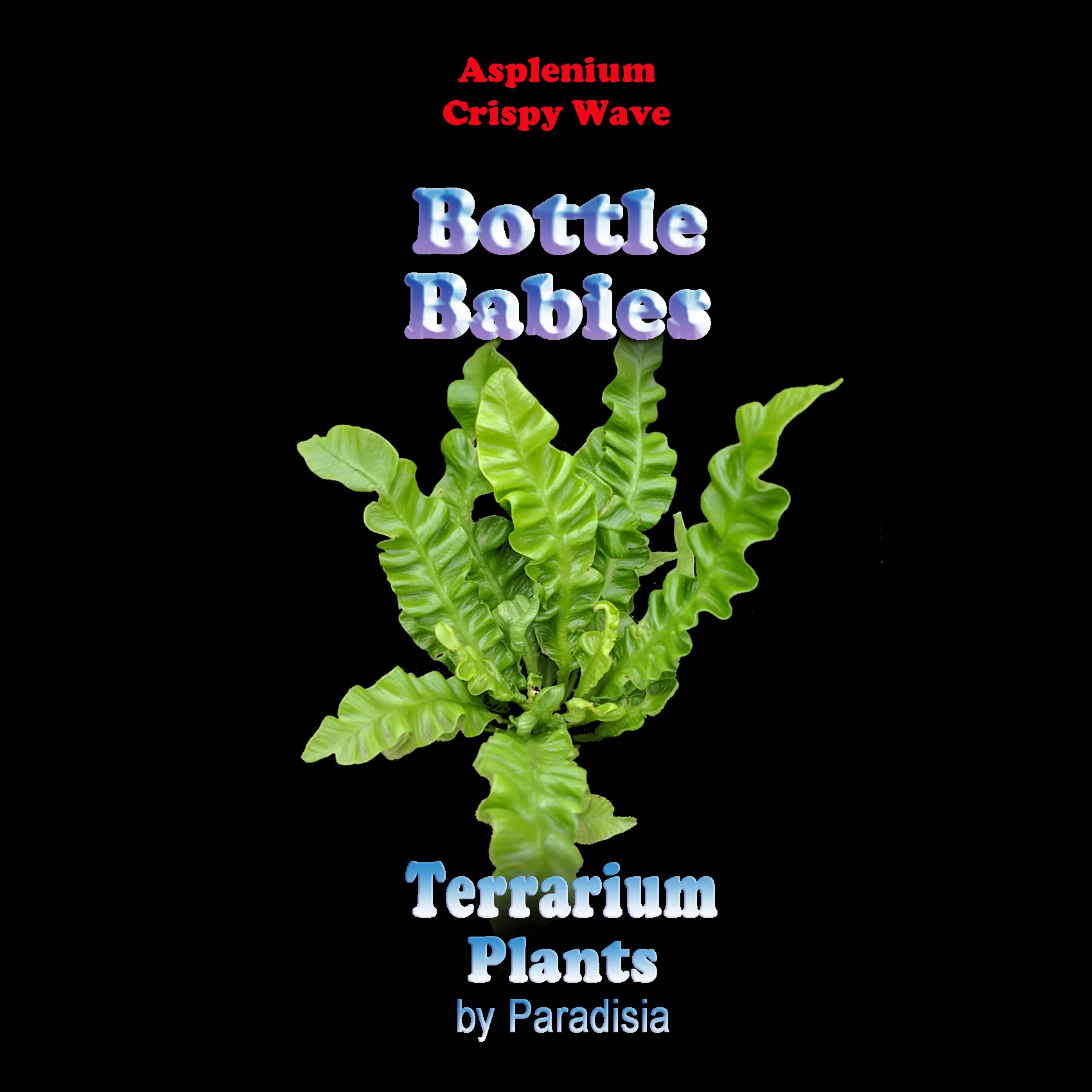Asplenium nidus 'Crispy Wave' - Bird’s Nest Fern - Image 3