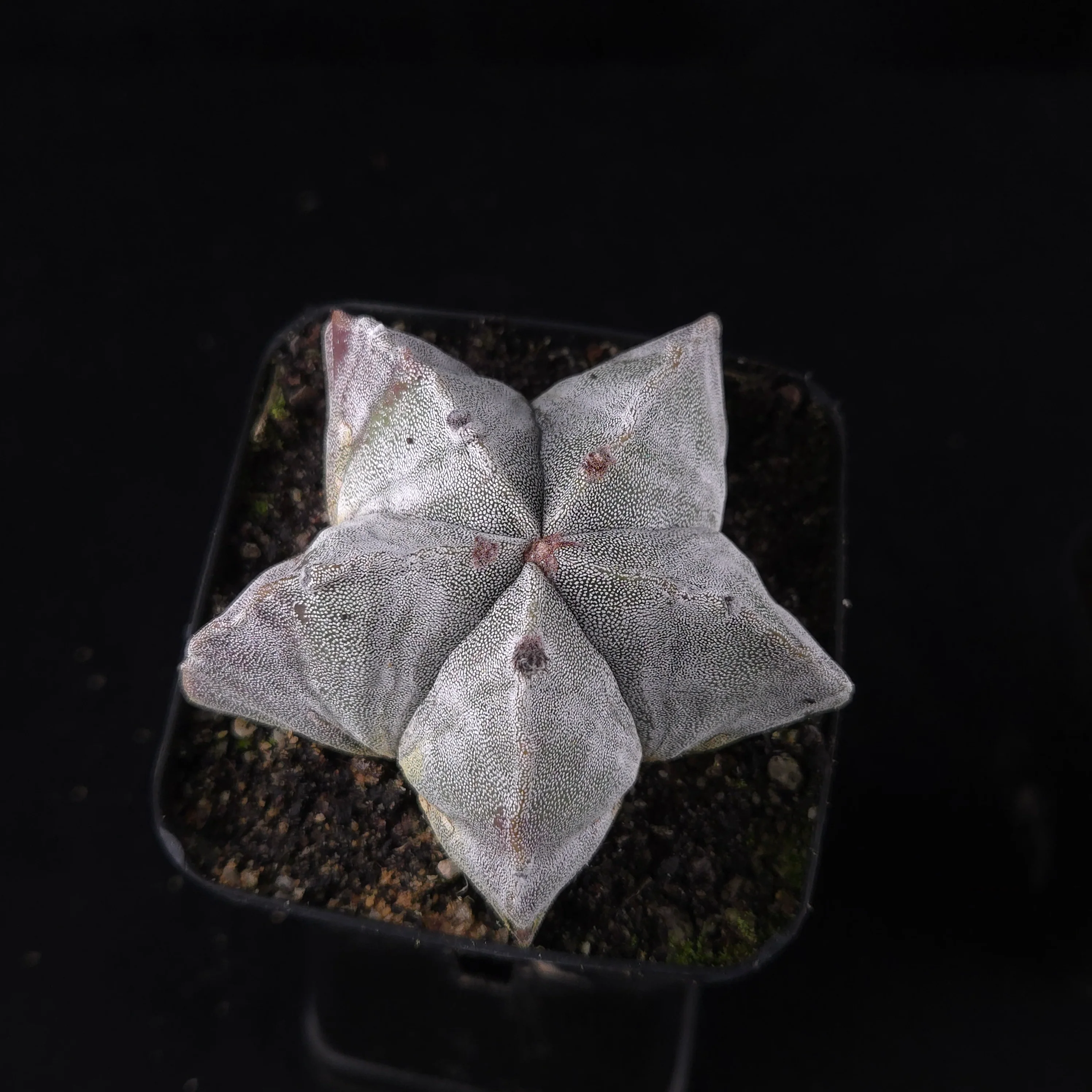 Astrophytum myriostigma 'Bishop's Cap'