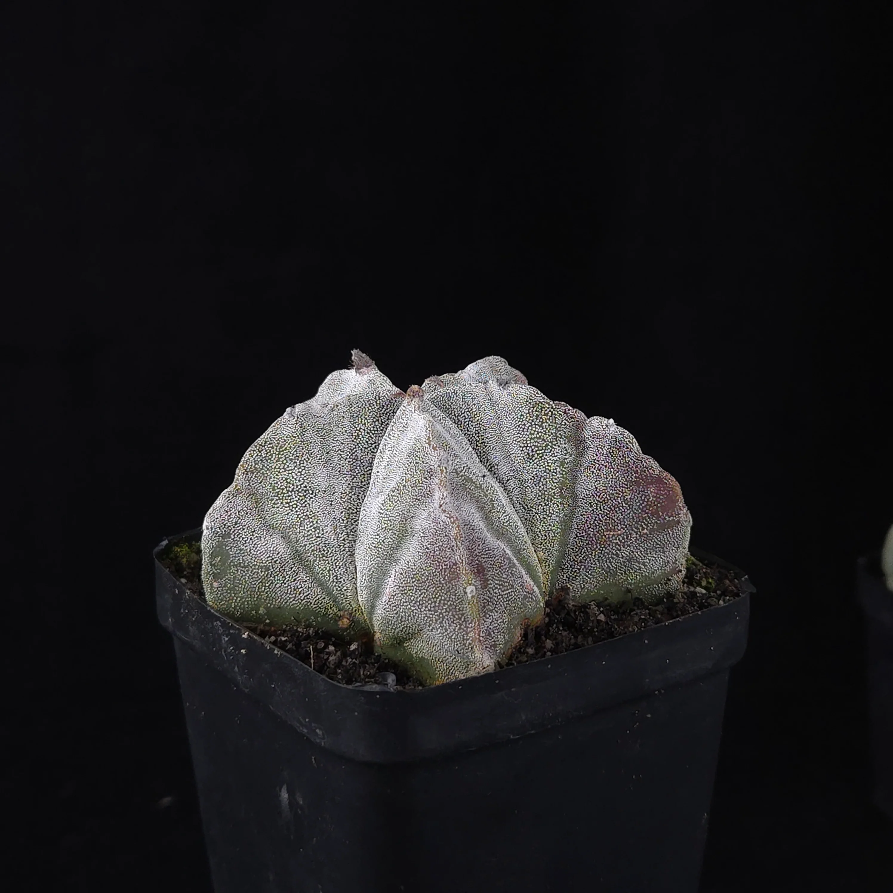 Astrophytum myriostigma 'Bishop's Cap' - Image 2