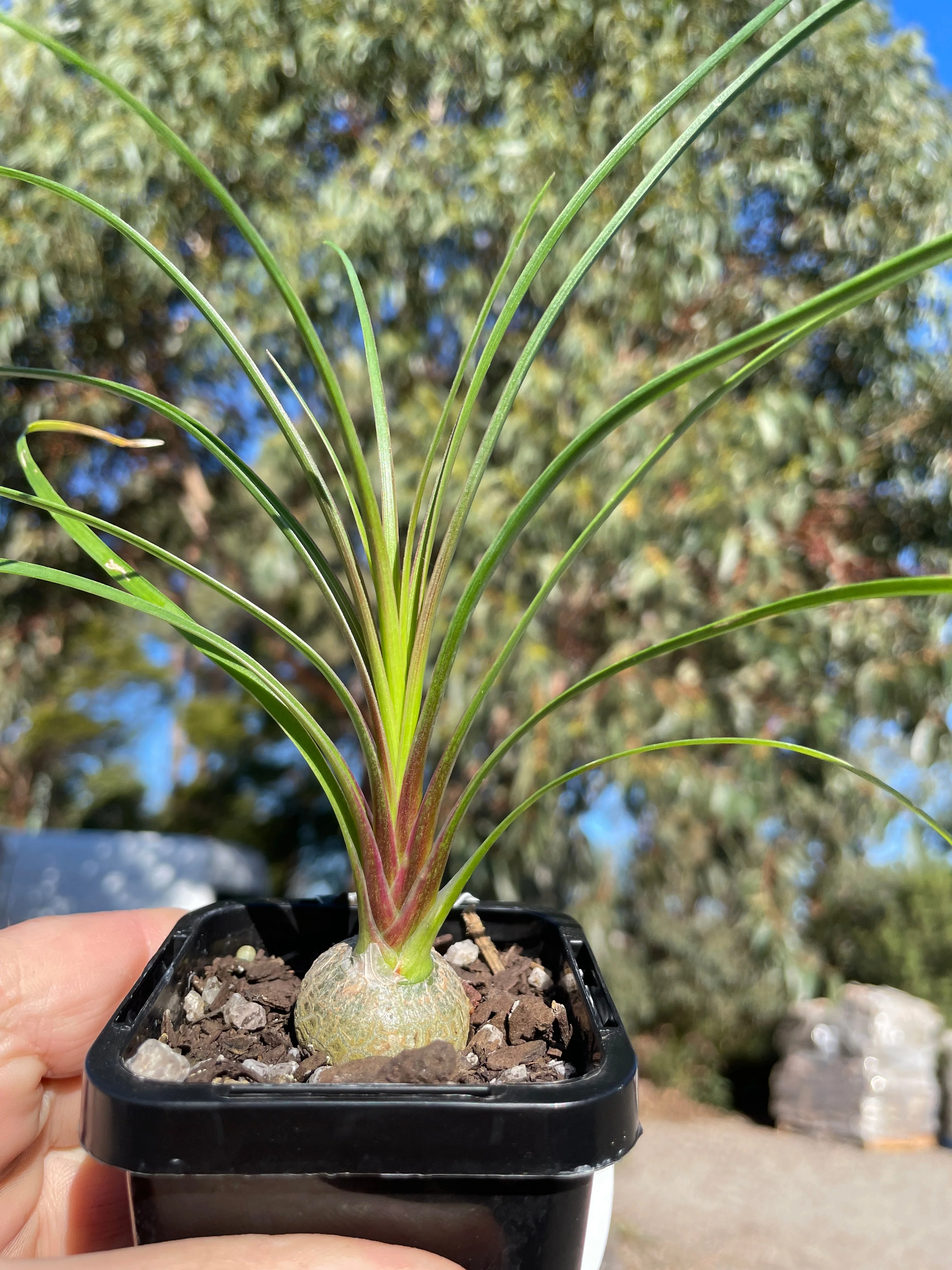 Beaucarnea recurvata 'Ponytail Palm' - Image 3