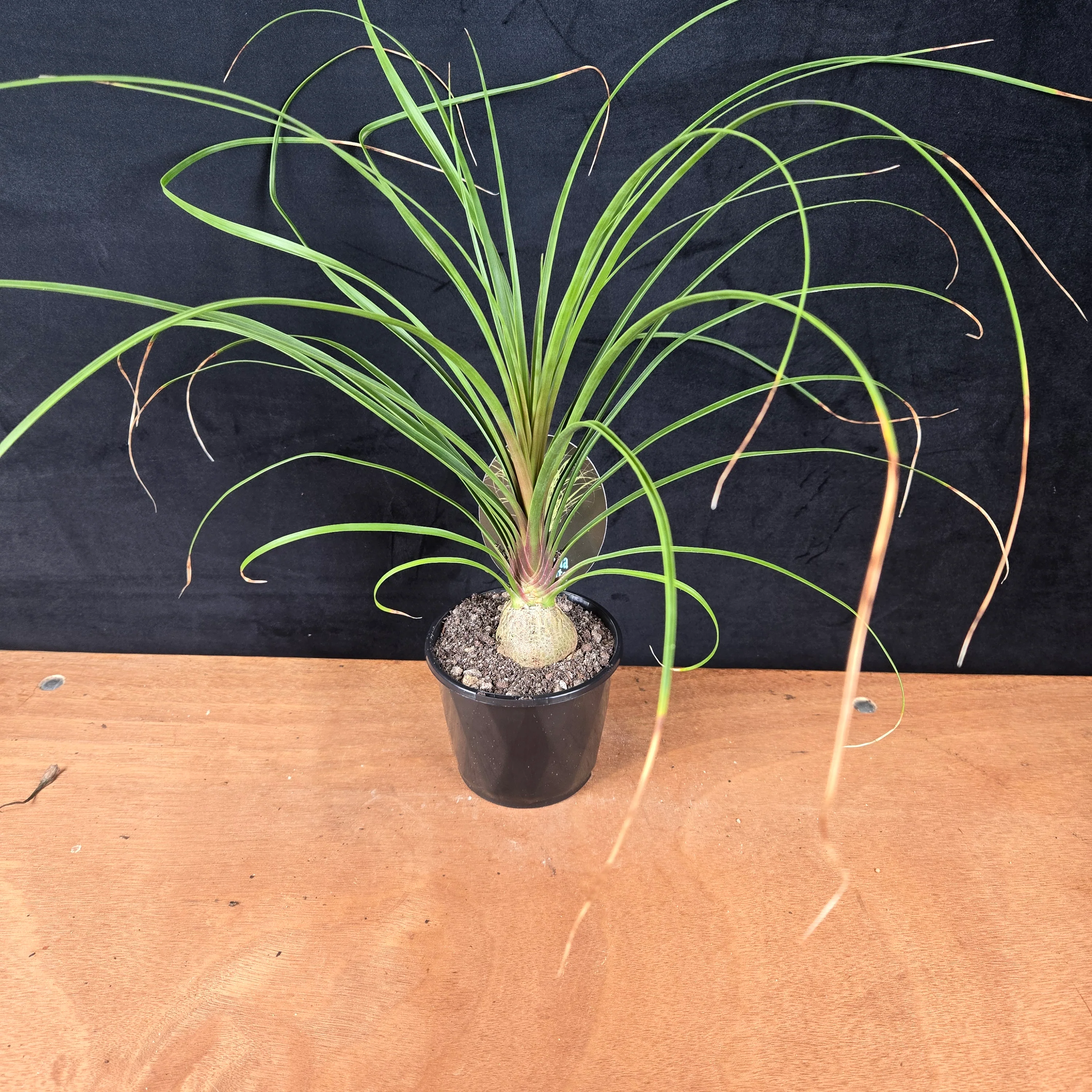 Beaucarnea recurvata 'Ponytail Palm' - Image 4