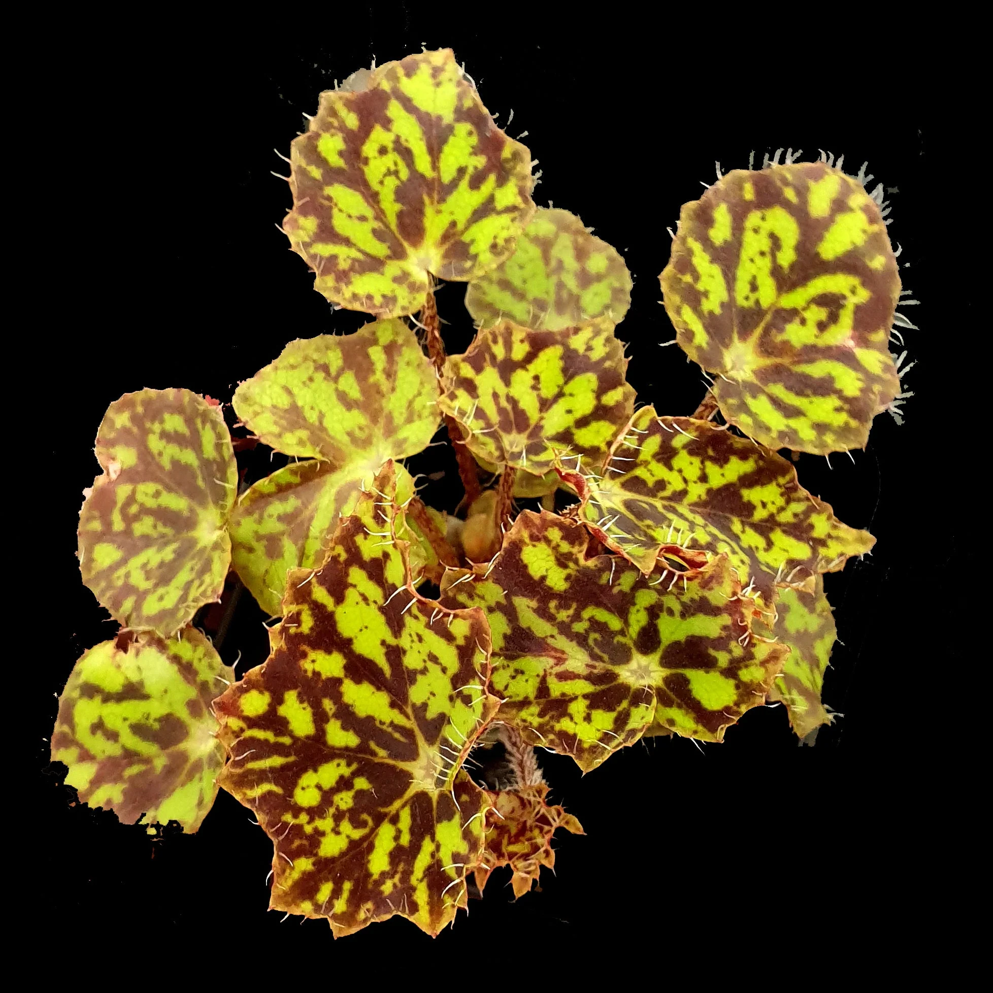 Begonia 'Bright Eyes' (WA prohibited)