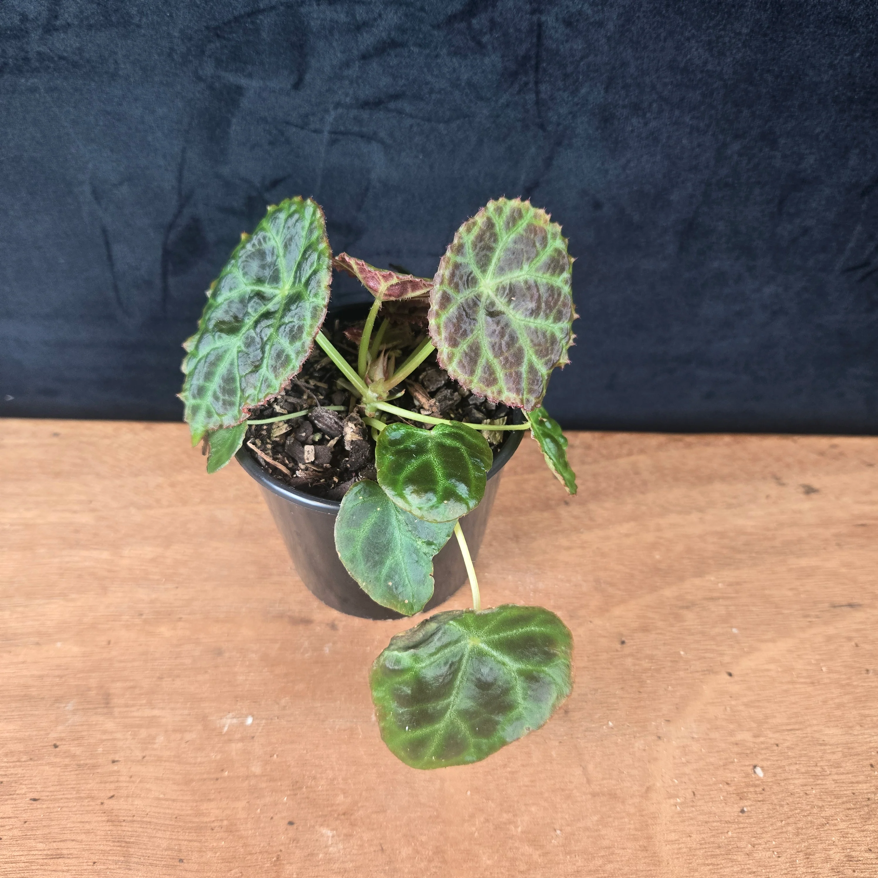 Begonia goegoensis – Rare Begonia (WA Prohibited) - Image 2