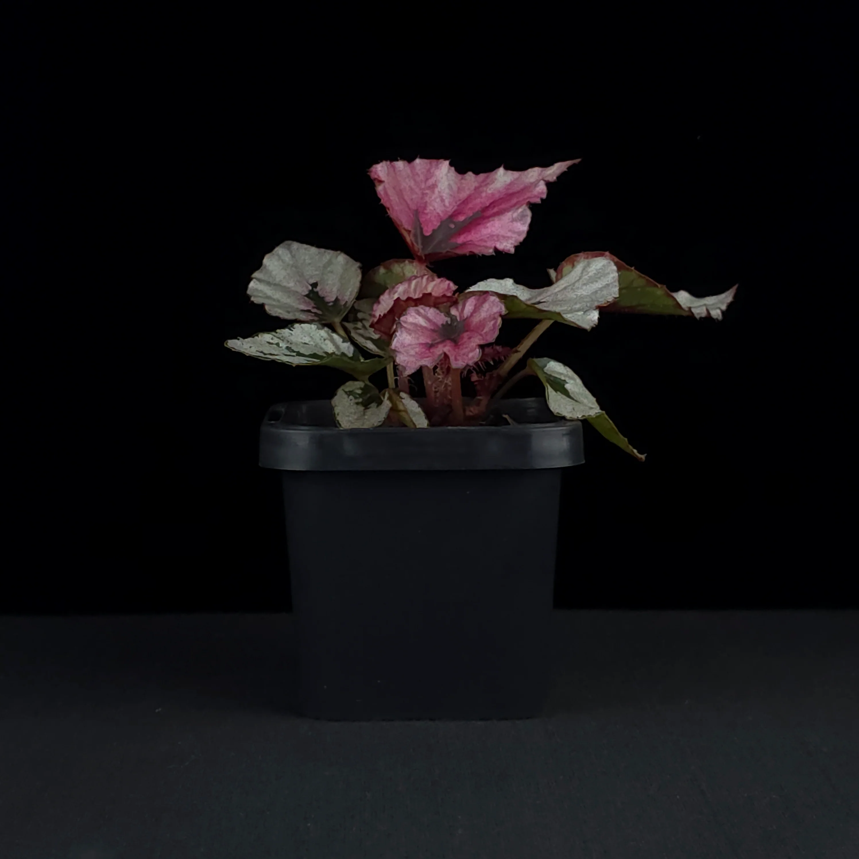 Begonia 'Indian Summer' (WA prohibited) - Image 2