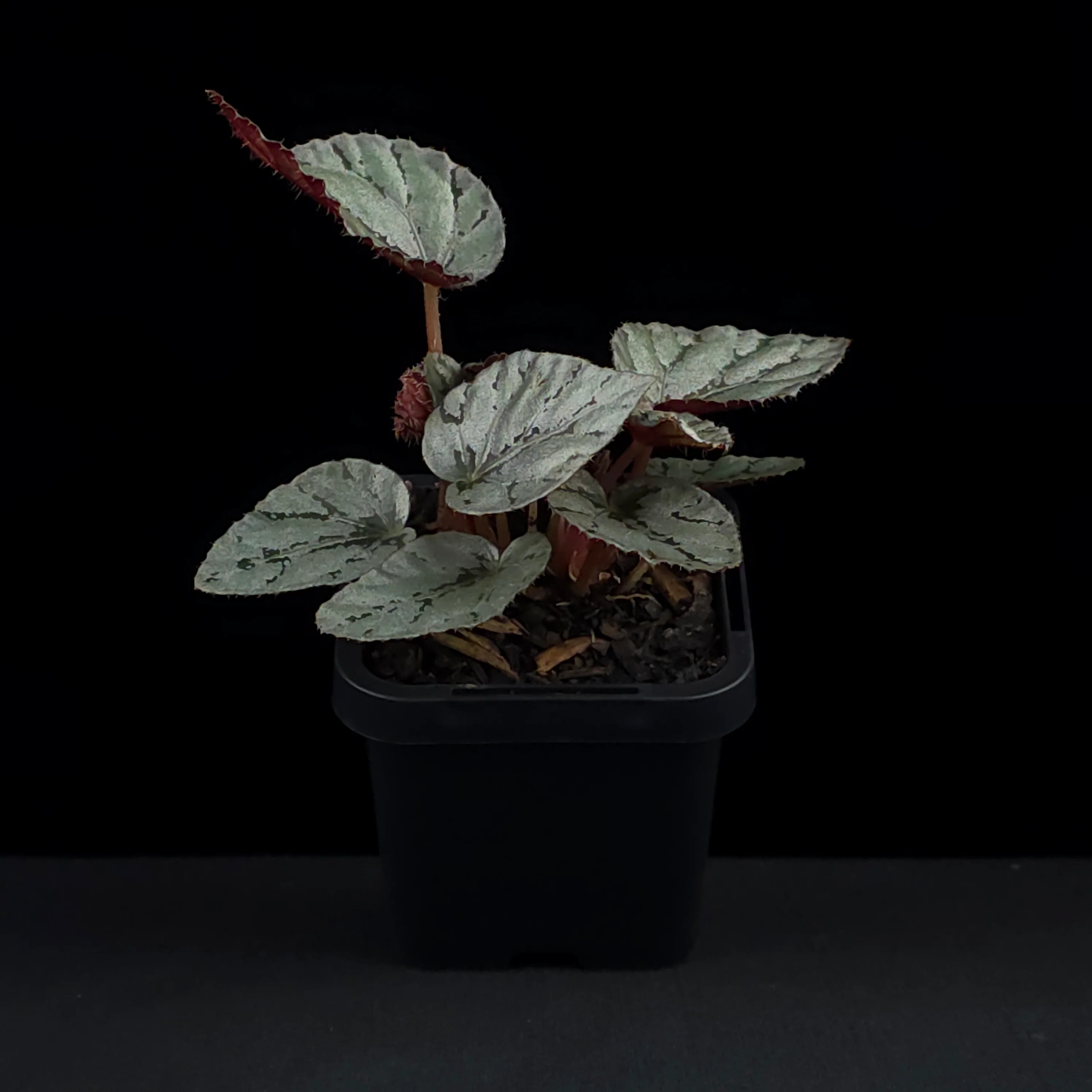 Begonia 'Mini Silver' (WA prohibited) - Image 3