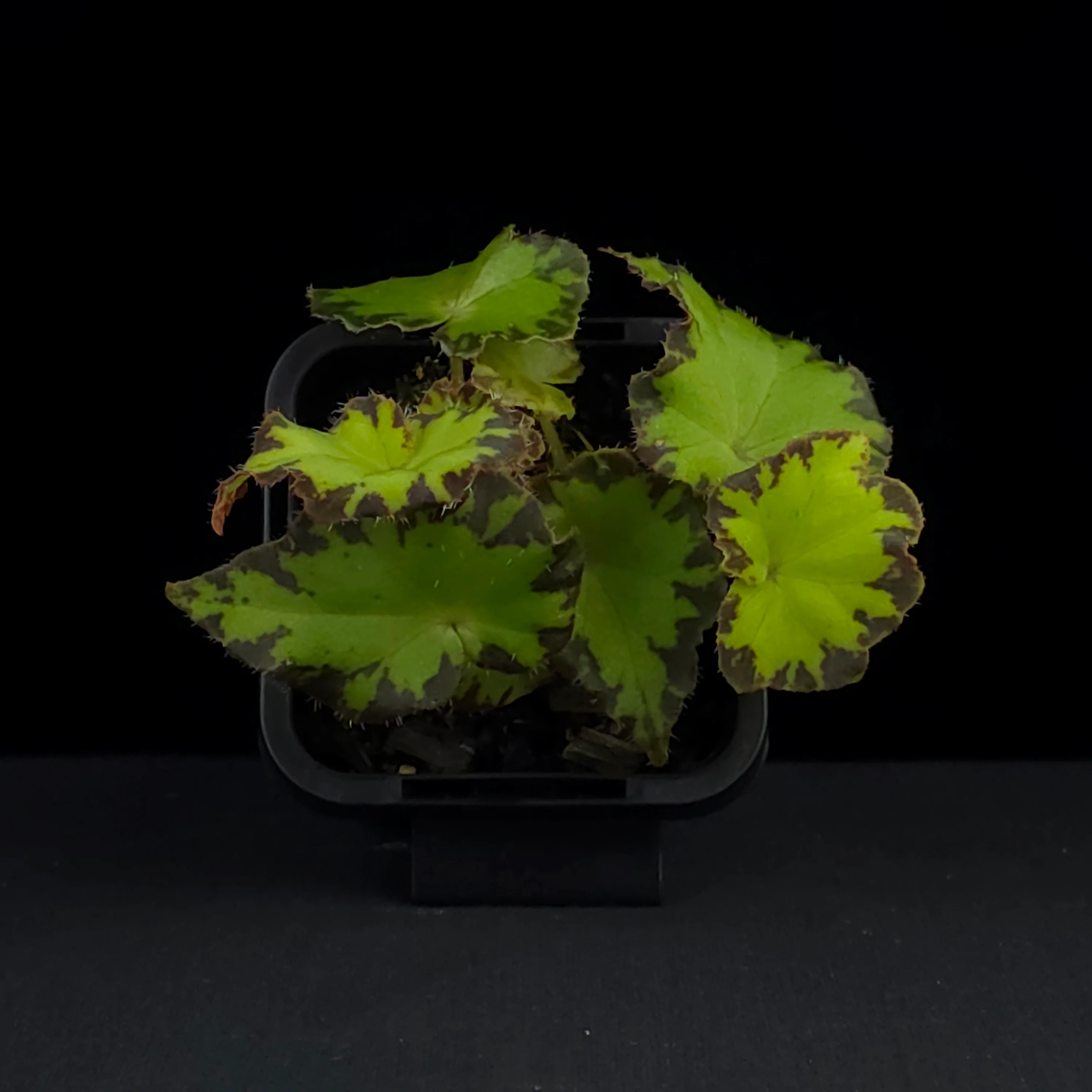 Begonia 'Party Dress' (WA Prohibited) - Image 4