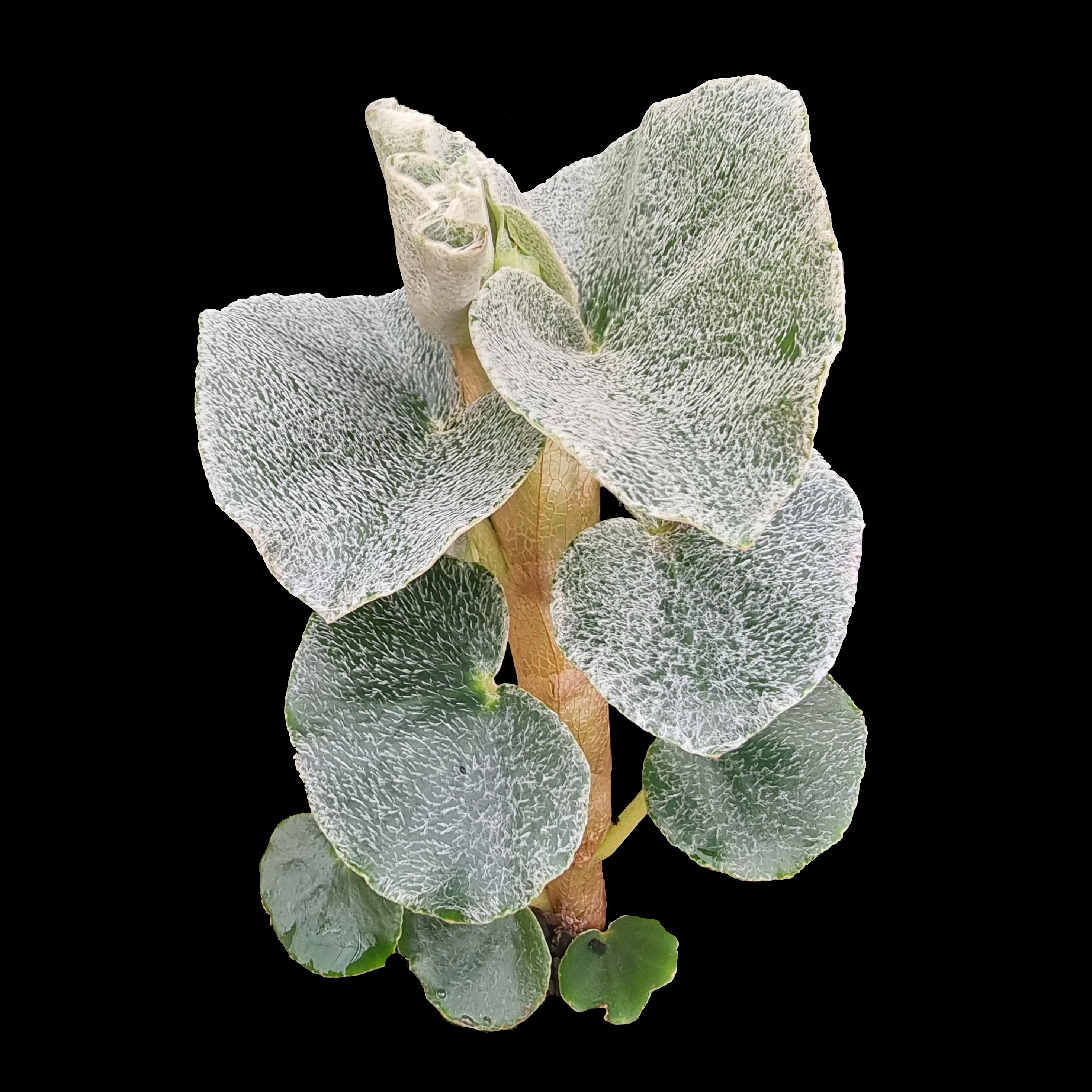 Begonia venosa (WA prohibited)