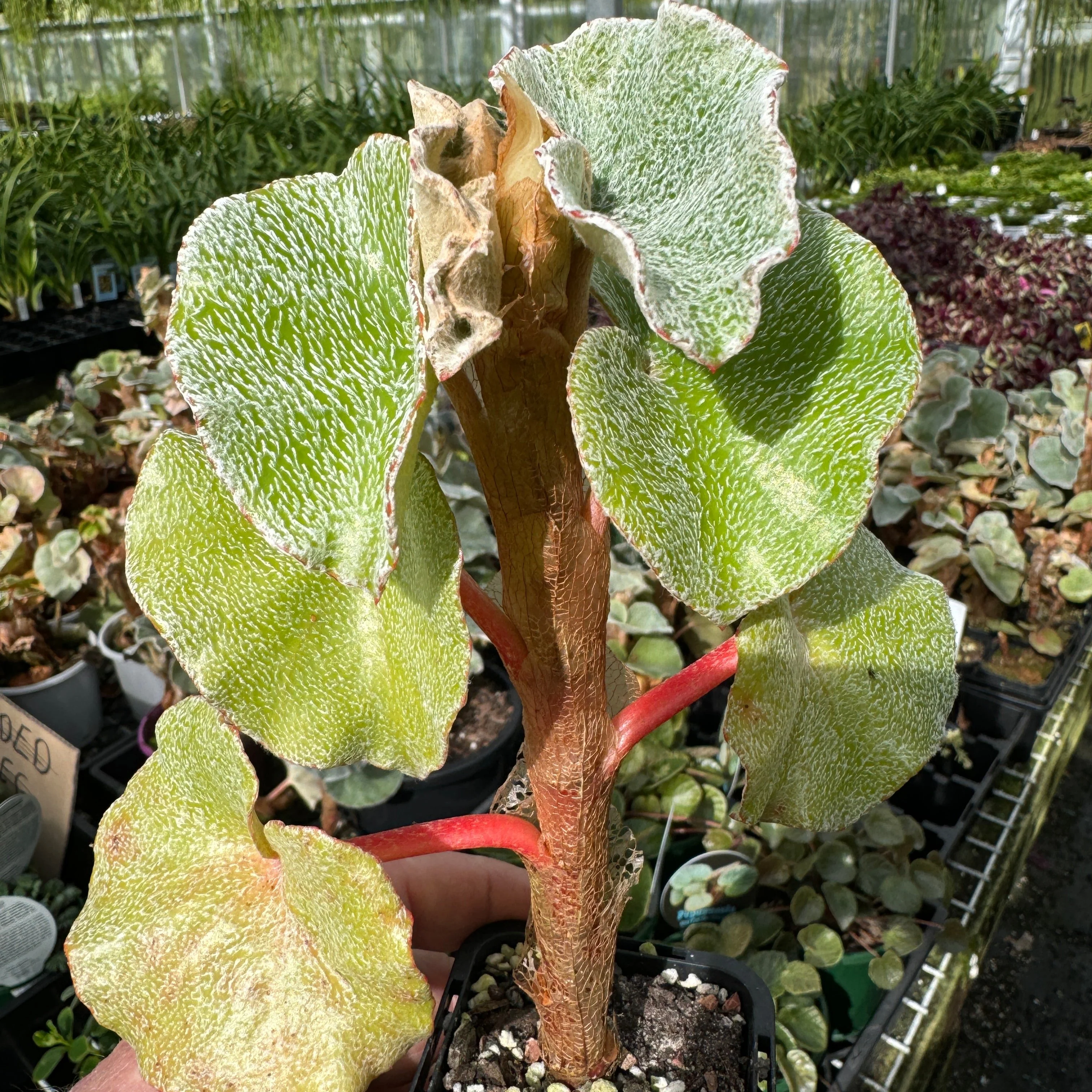 Begonia venosa (WA prohibited) - Image 2