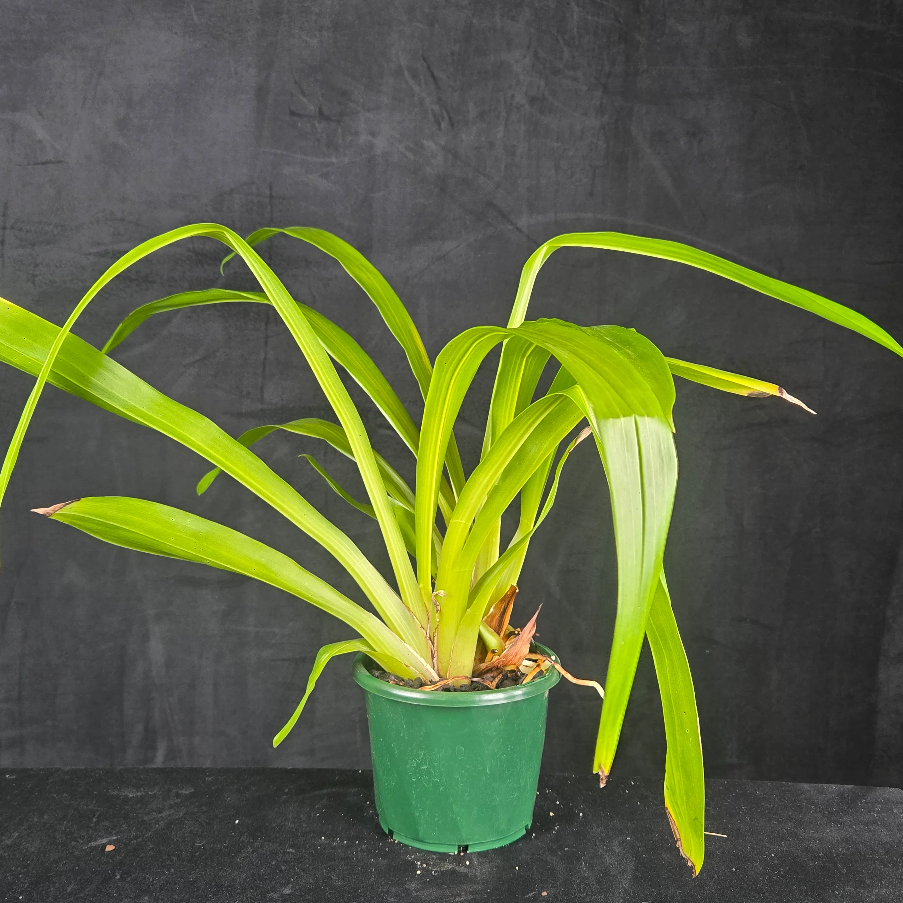 Bollea coelestis 'Blue' - Image 2