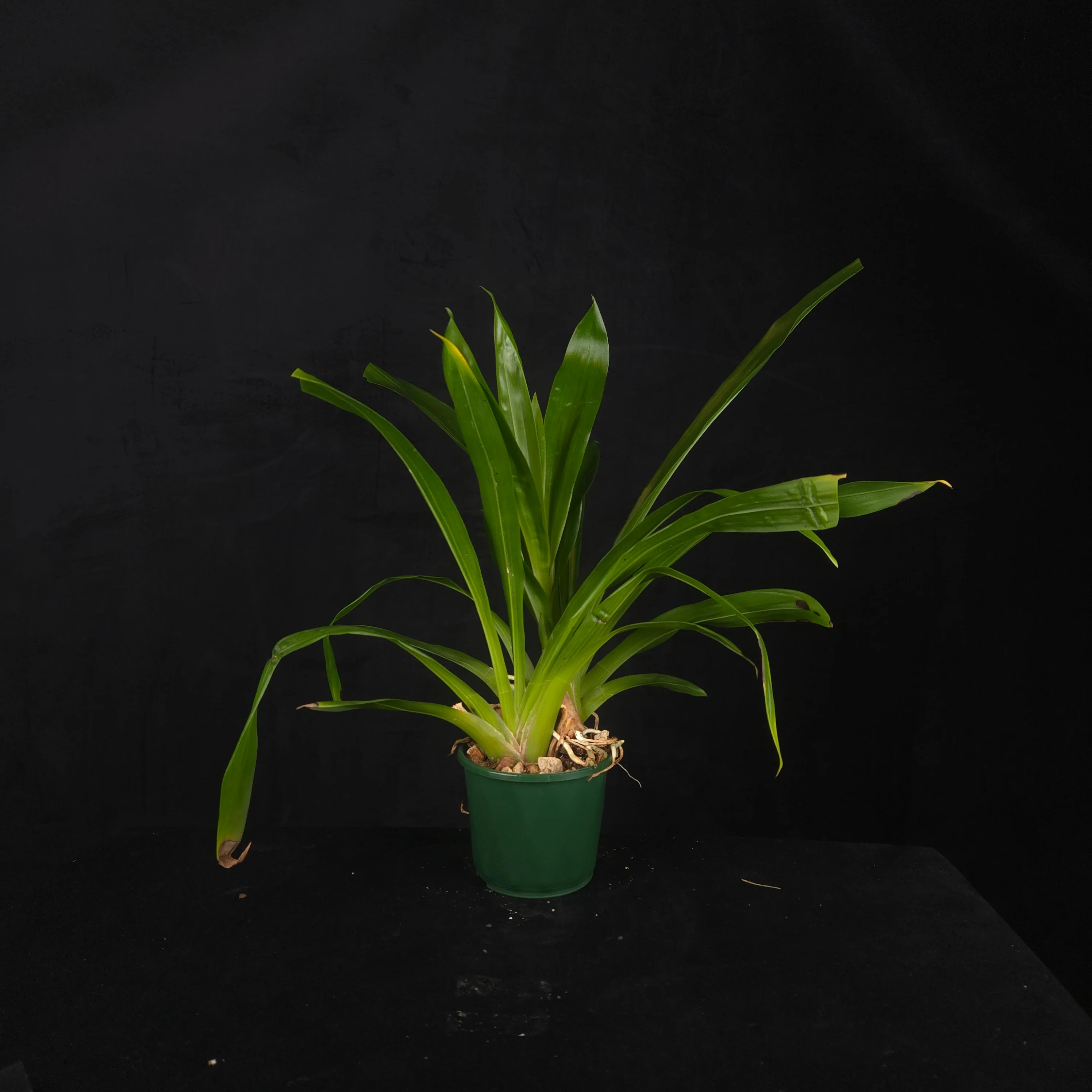 Orchids For Sale