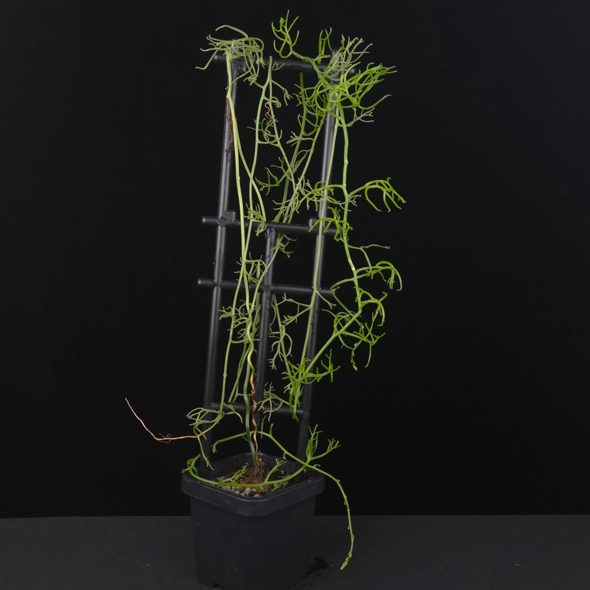 Bowiea volubilis