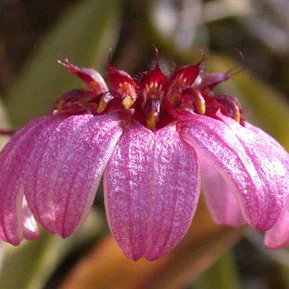 Bulbophyllum corolliferum - Image 3