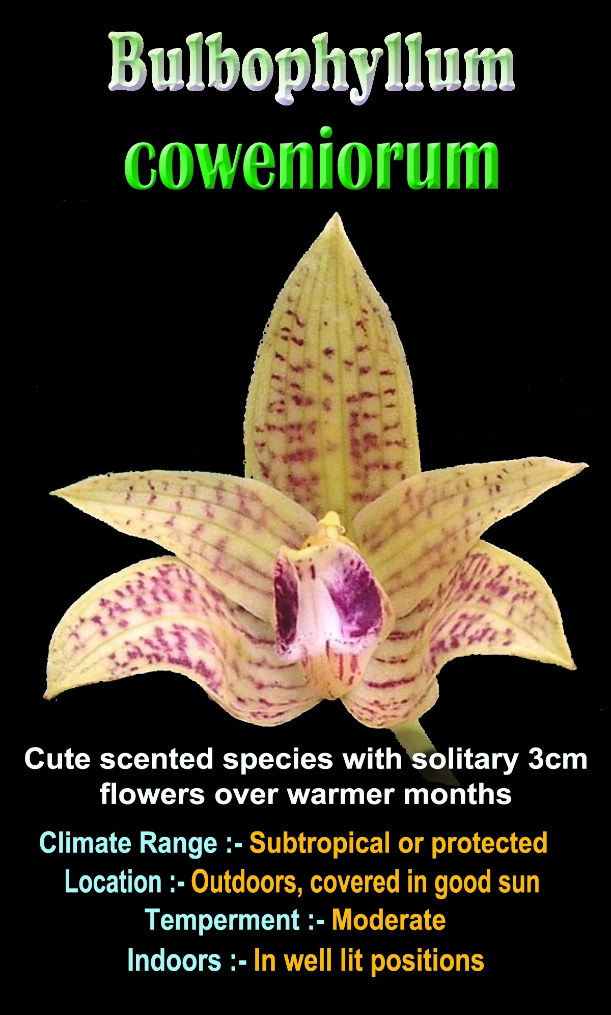 Bulbophyllum coweniorum - Image 3