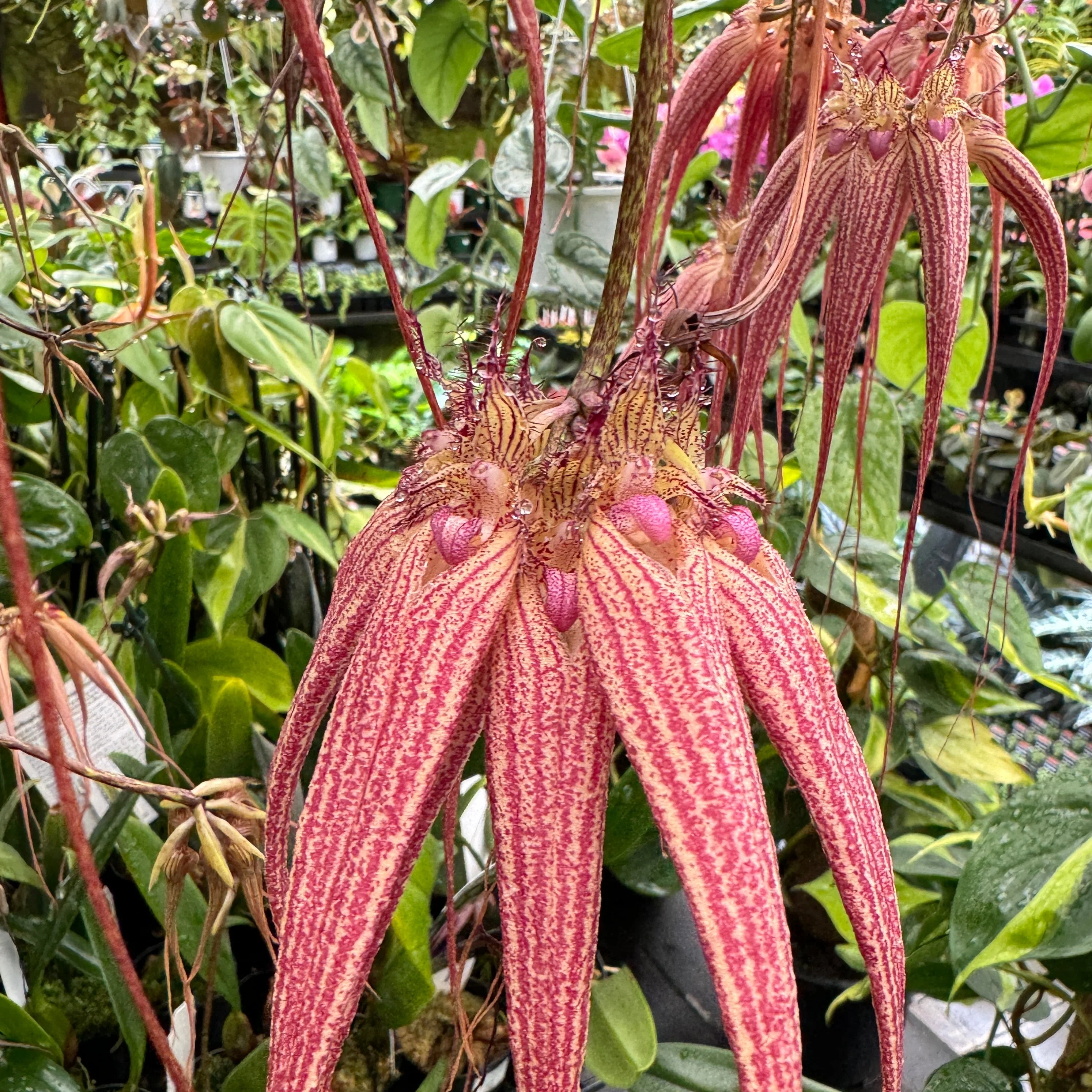 Bulbophyllum Elizabeth Ann 'Buckleberry' FCC/AOC - Award-Winning Orchid - Image 3